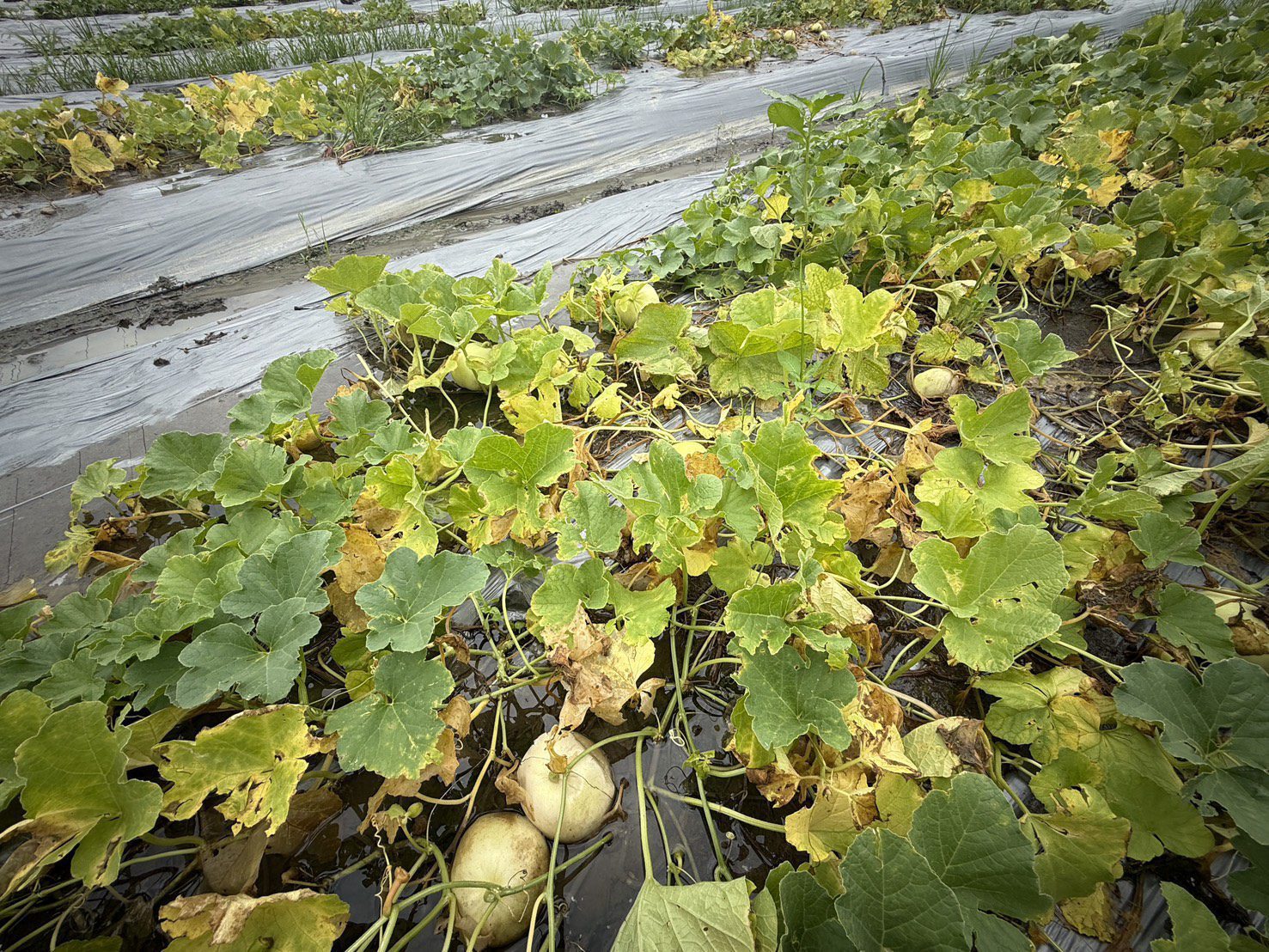 農業部公告中市為天然災害現金救助及低利貸款地區　農業局提醒7/24前申請