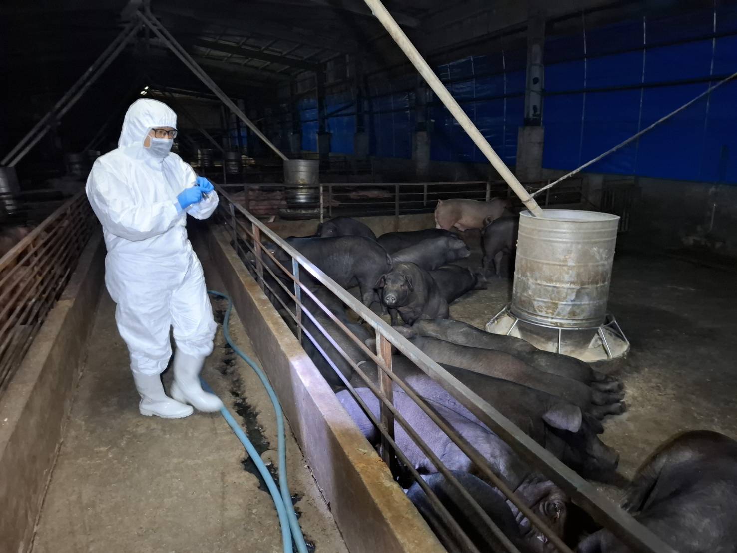 養豬場疑似非洲豬瘟　中市府：啟動四大防疫措施　全力配合農業部防疫