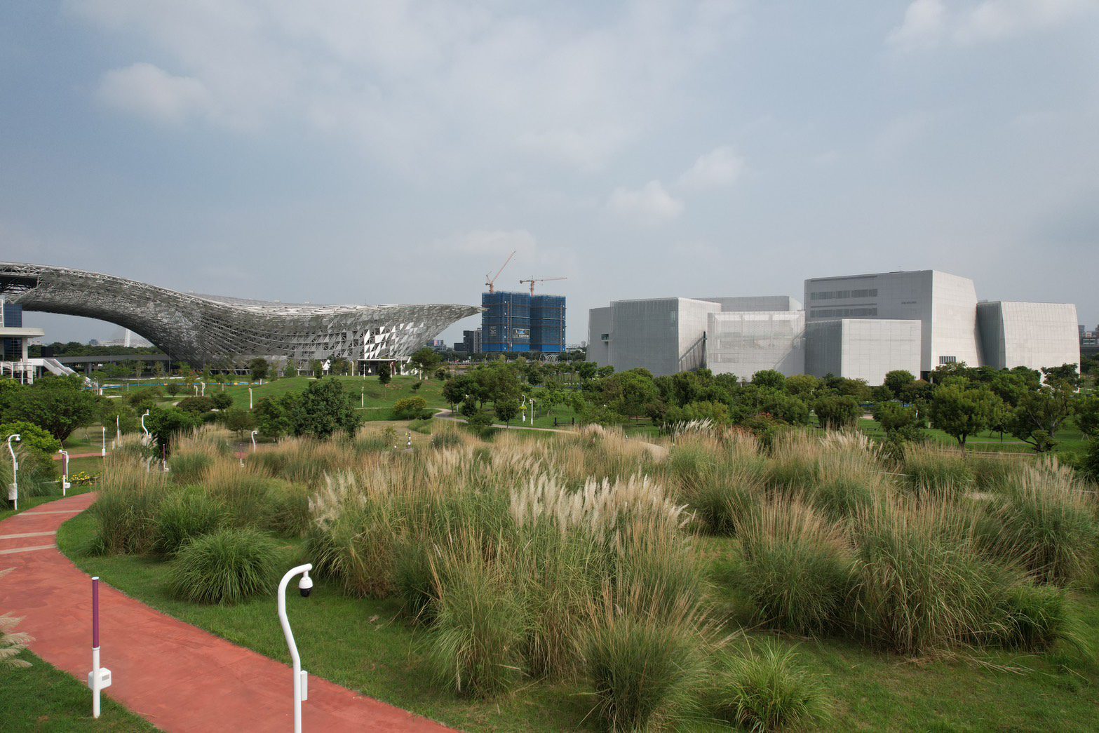 中央公園五節芒草花季登場　邀市民秋日賞花野餐享悠閒時光