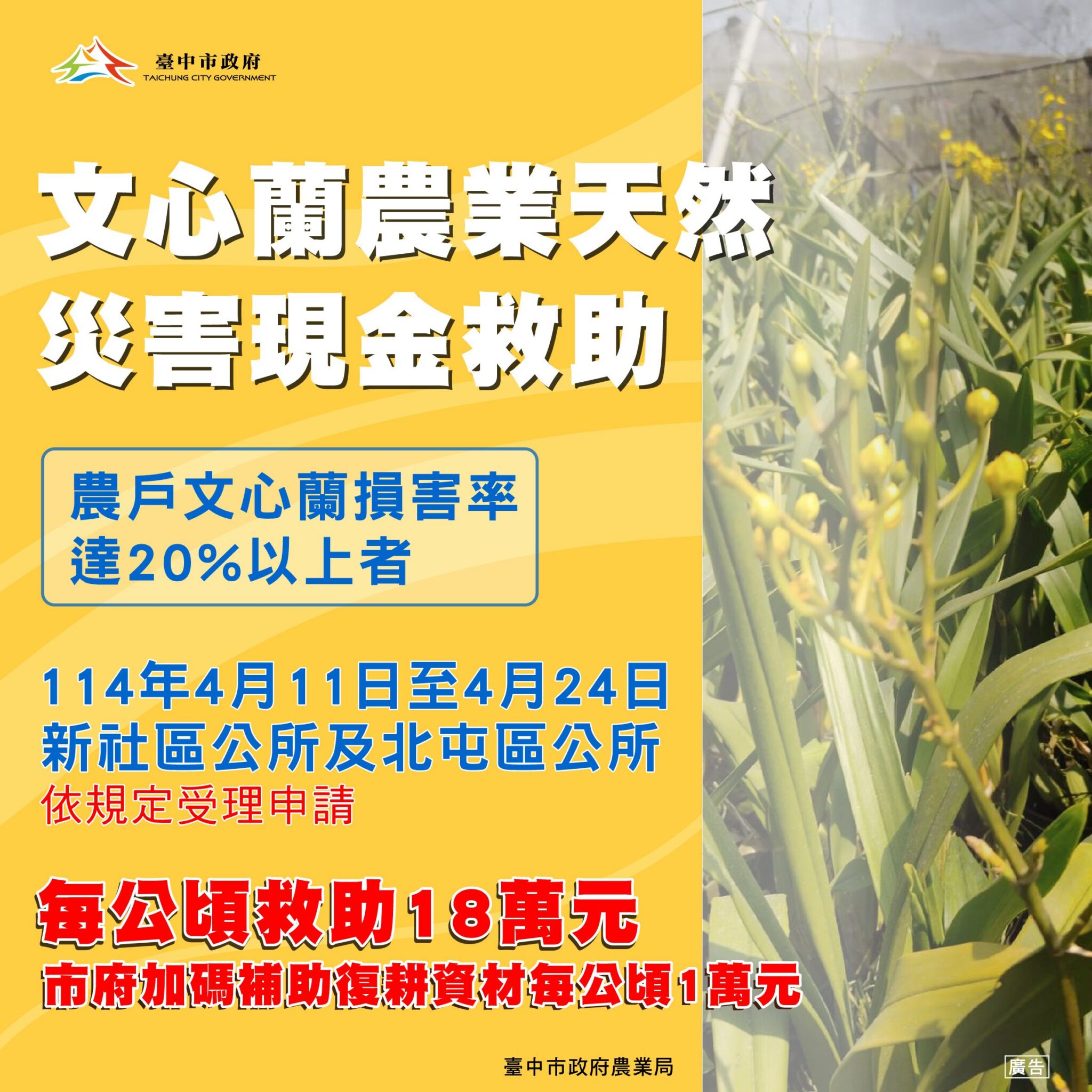 中市新社區及北屯區文心蘭災損 　4/24前可申請現金救助