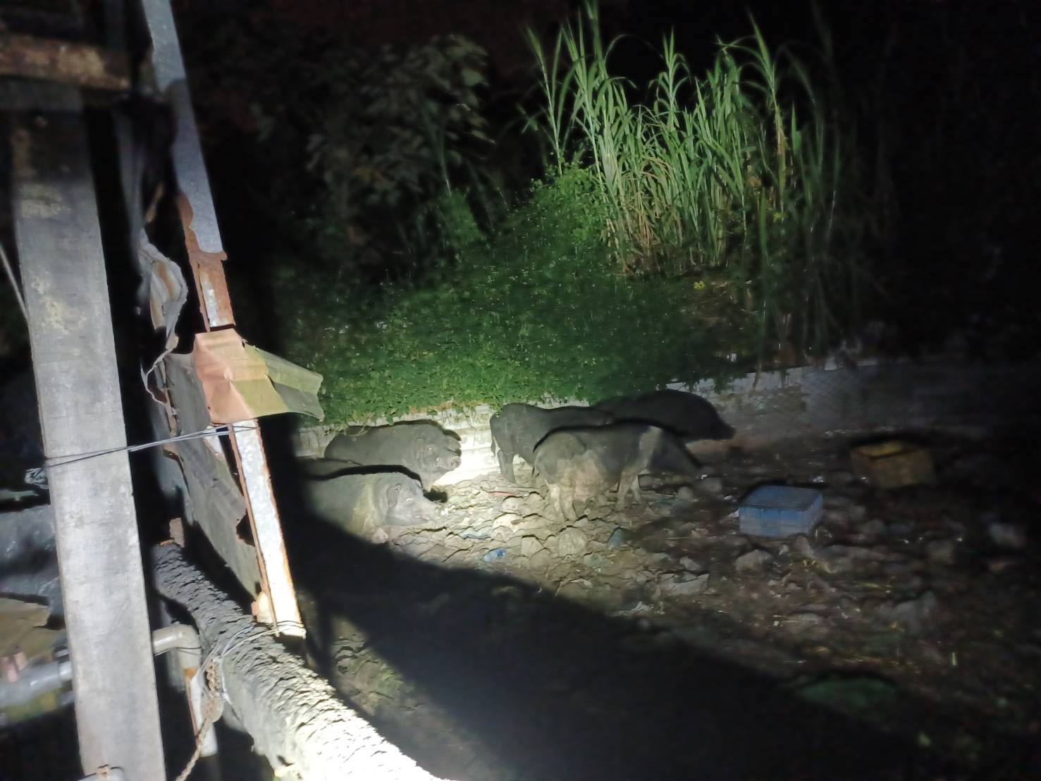 太平山豬場4件環境糞便採樣  初篩非洲豬瘟陰性