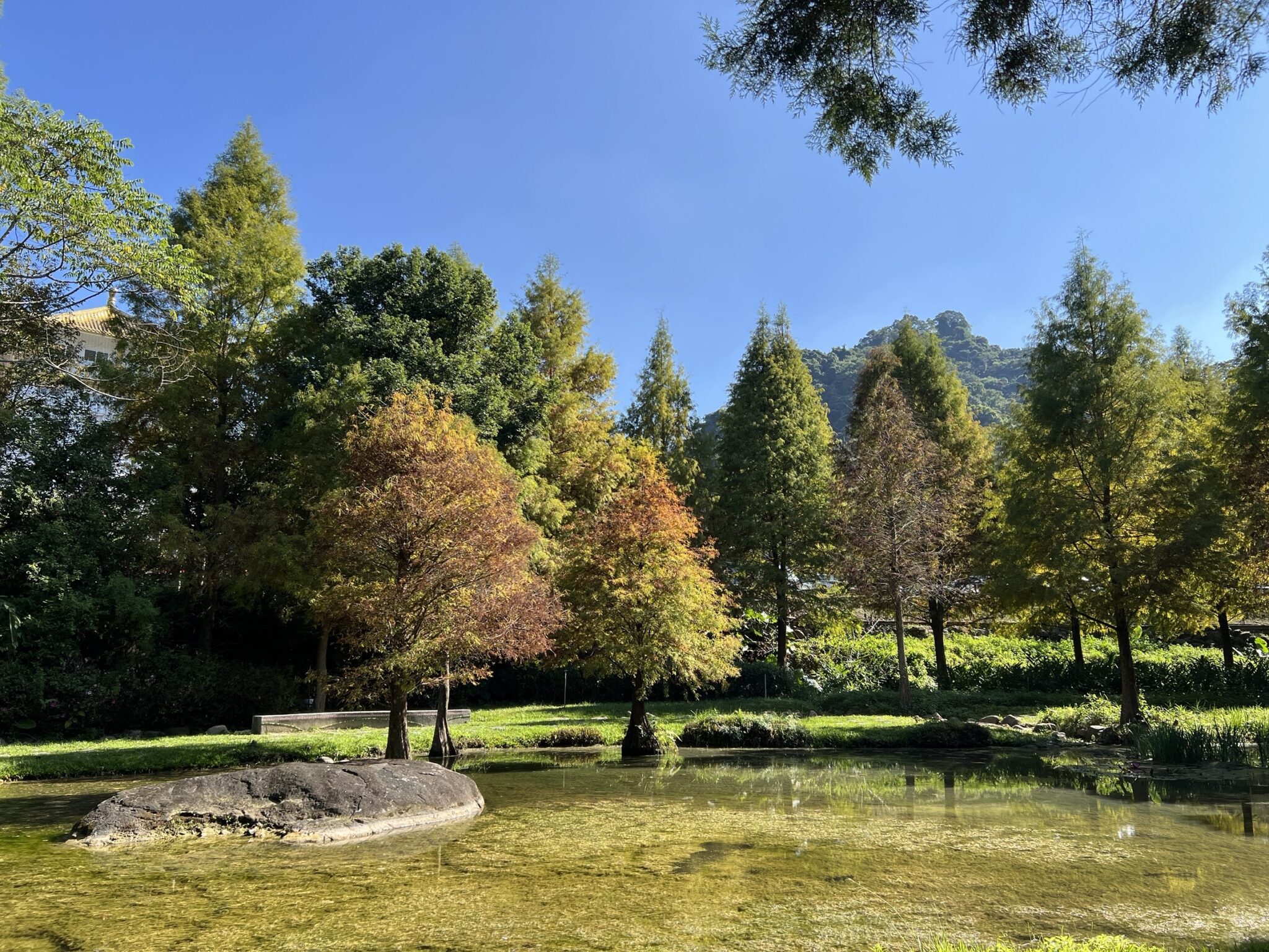 秋冬美景正盛! 后里、南屯、太平落羽松接力轉色 打造城市最詩意風景線! 秋冬美景正盛! 后里、南屯、太平落羽松接力轉色 打造城市最詩意風景線!