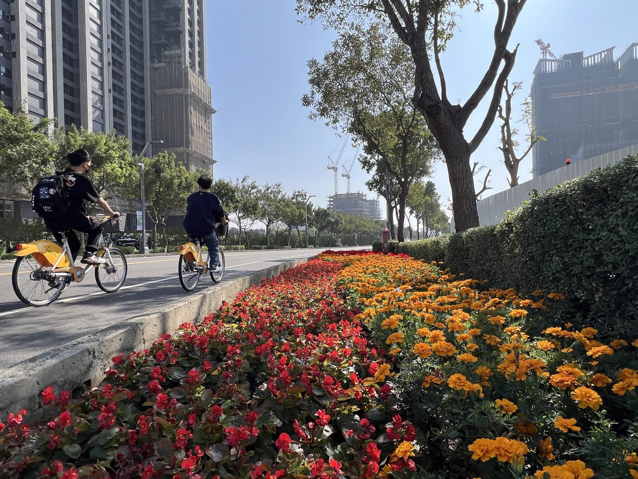 2026新年走春好去處!台中道路、公園繽紛蒔花妝點城市景觀 2026新年走春好去處!台中道路、公園繽紛蒔花妝點城市景觀