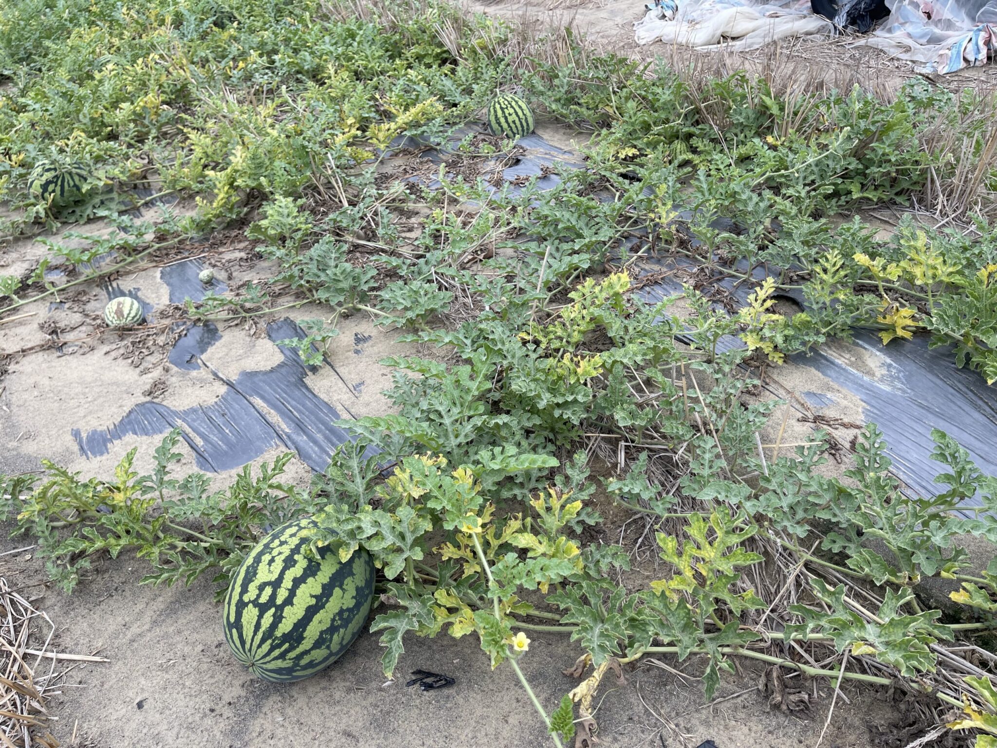 中市大肚區及龍井區西瓜災損 　5/16前可申請現金救助