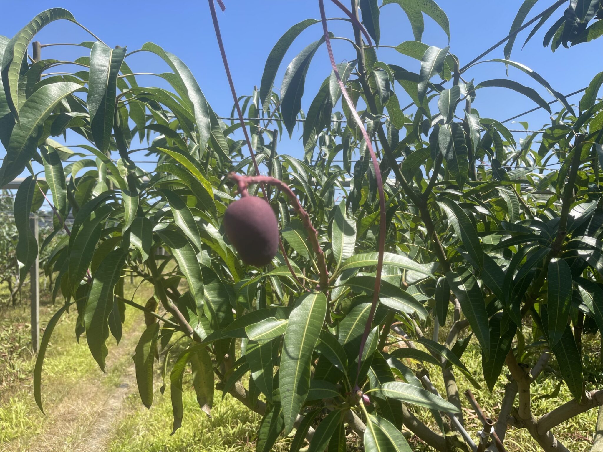 低溫造成中市改良種芒果災損 　6/5前可申請現金救助