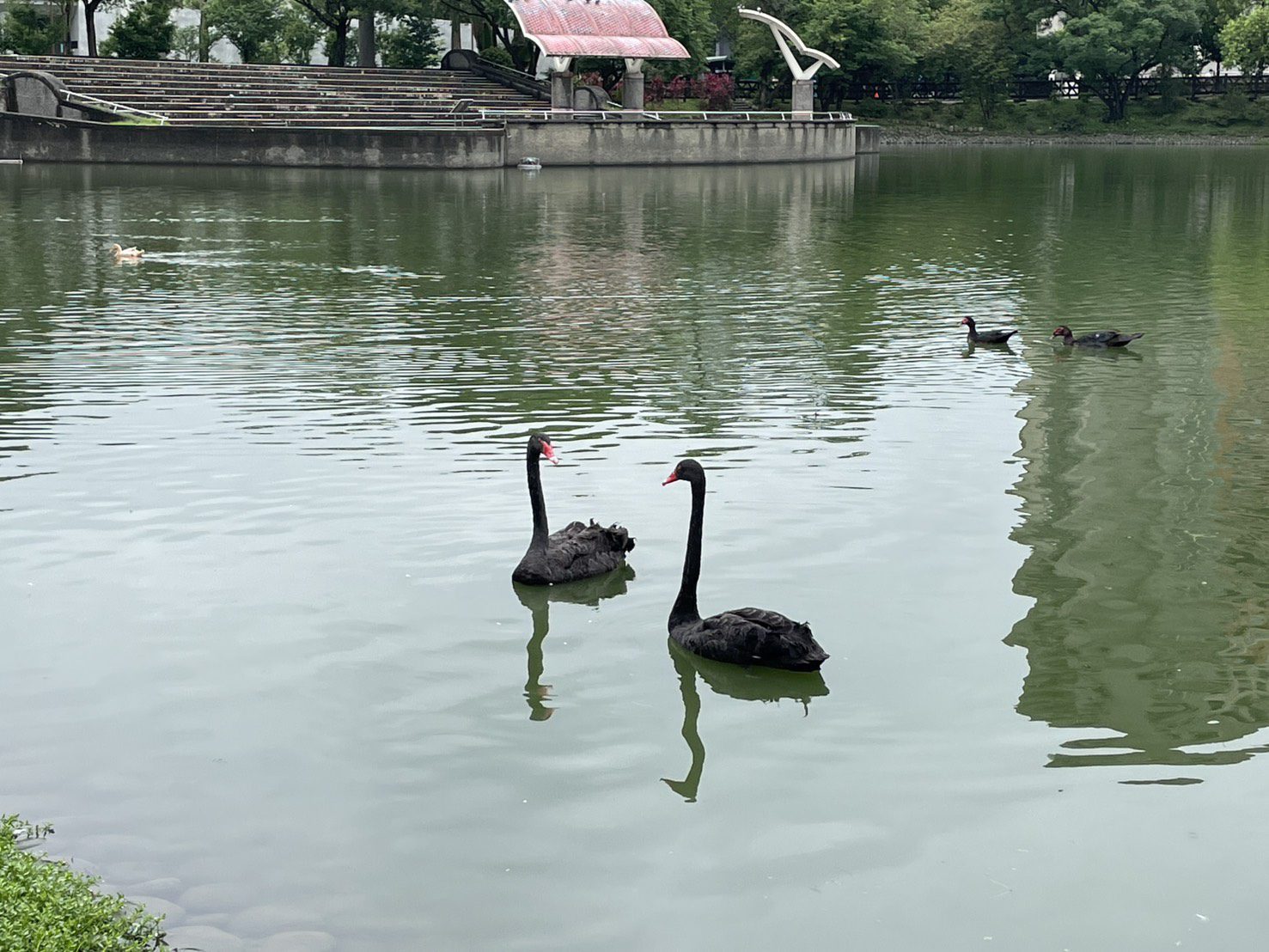 秋紅谷黑天鵝搬新家啦！ 　「鳶鳶」與「揚揚」飛向北大展開新生活