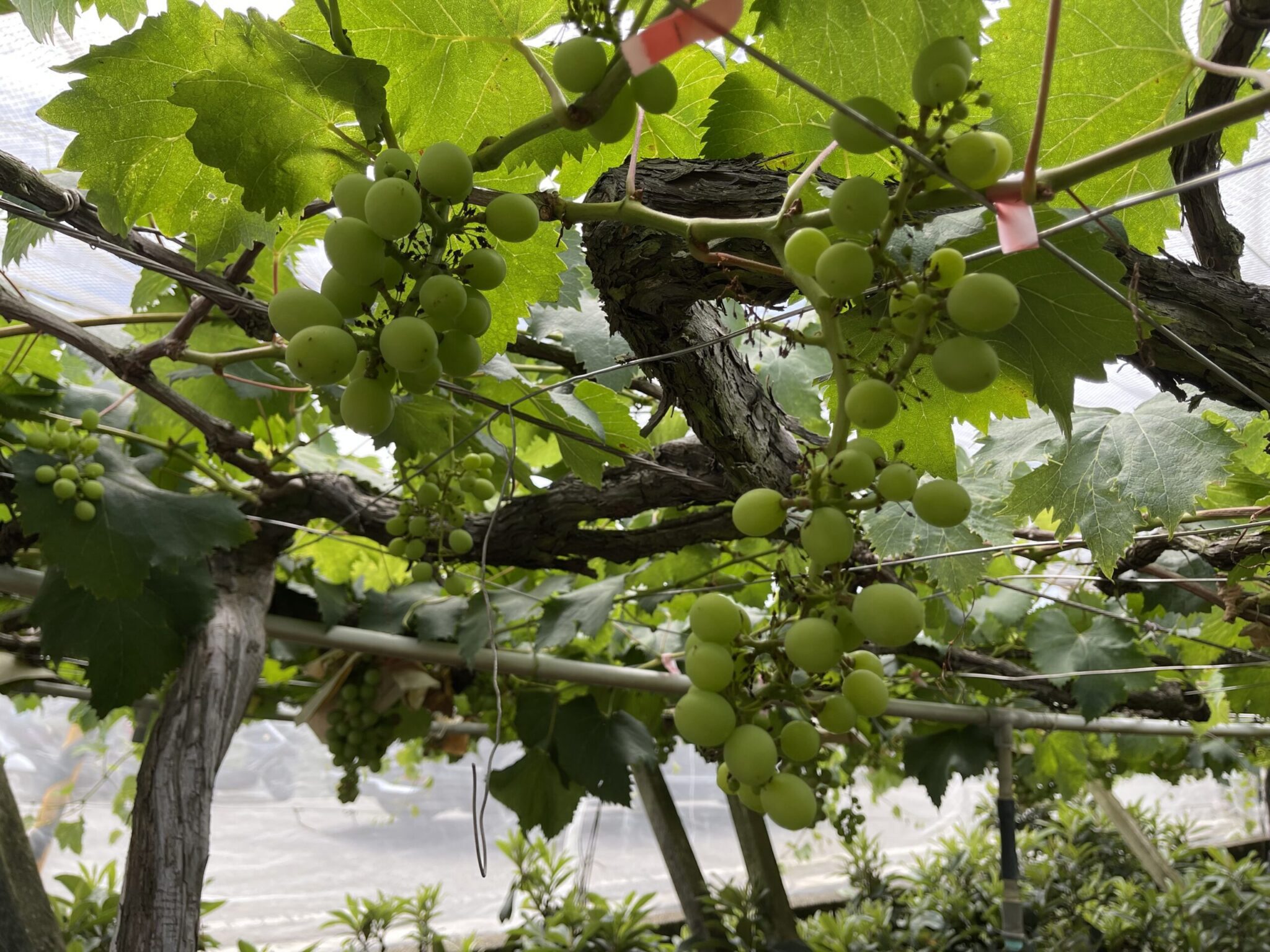 中市葡萄災損 　6/17前可申請現金救助