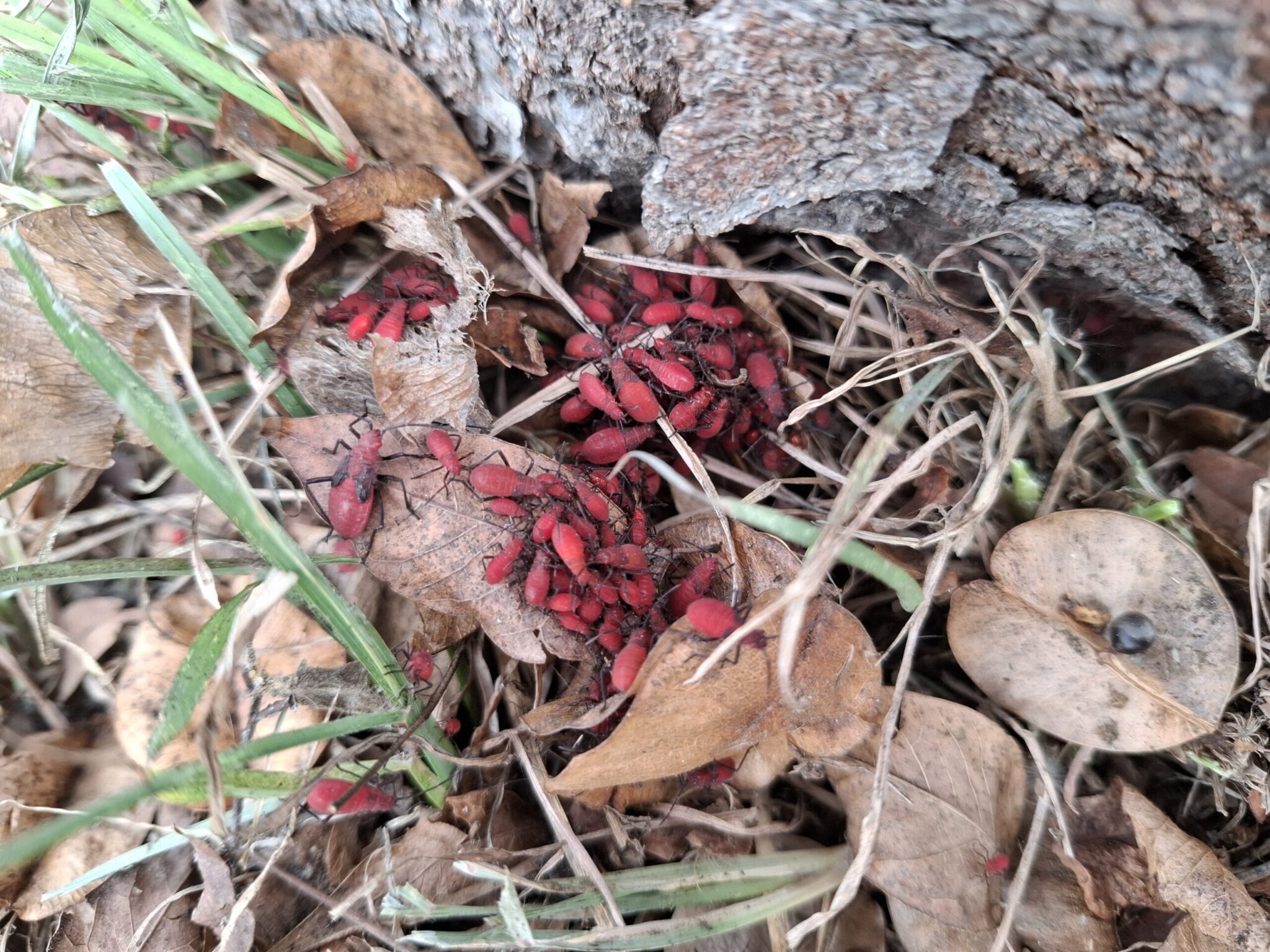 無害免驚慌！　中市農業局：紅姬緣椿象無攻擊性