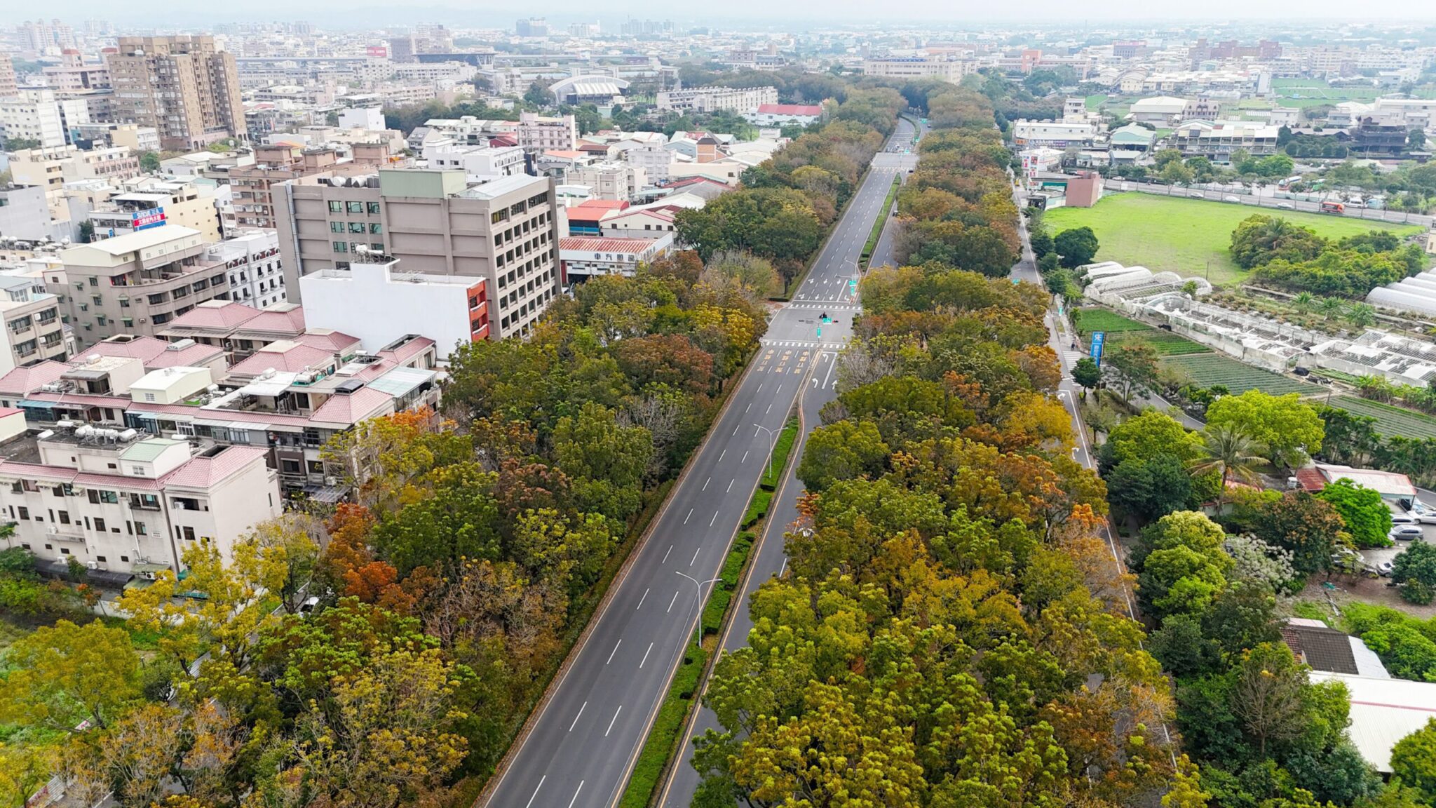 最美桃花心木廊道落葉期　嘉市府籲行車安全平安回家