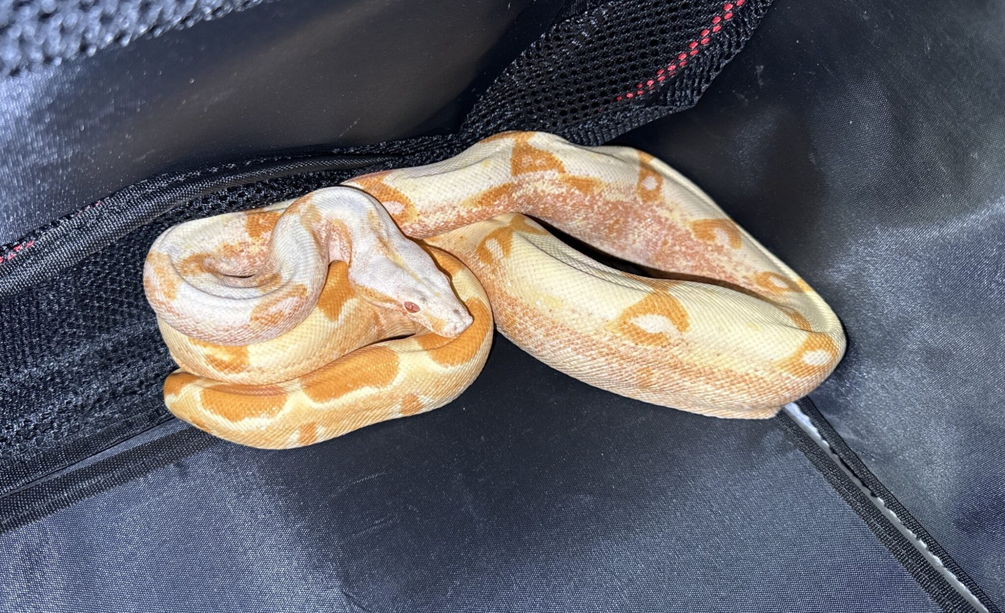 新北今年8-10月拾獲24隻疑遭棄養寵物蛇　 平均約4天收容1隻　動保處呼籲加強飼養管理