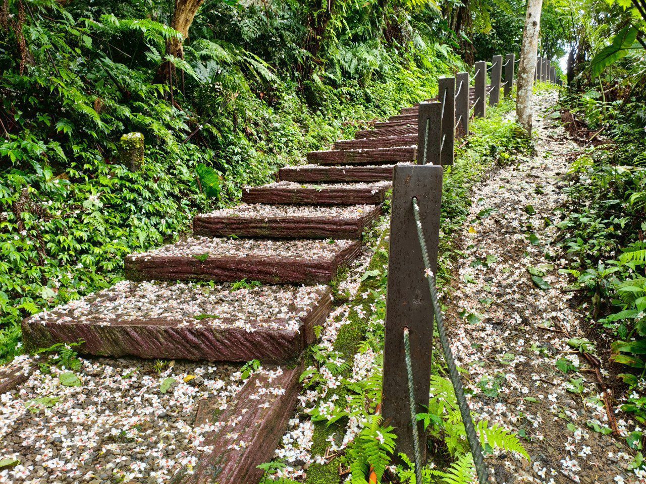 油桐花季夢幻登場 新北推土城三大賞花點 油桐花季夢幻登場 新北推土城三大賞花點
