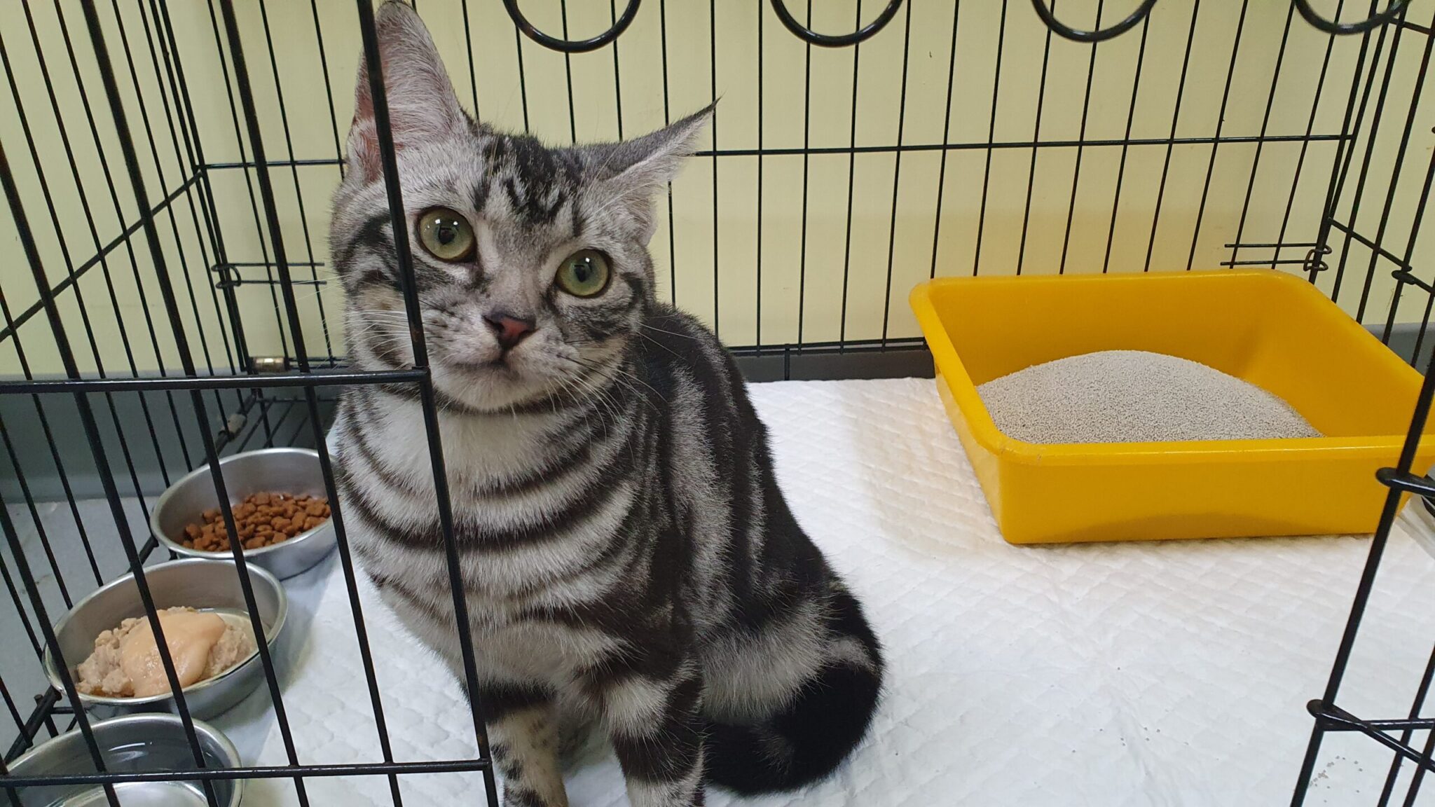 疑虐貓還PO影片　 新北警及動保處共同將犯嫌送法辦