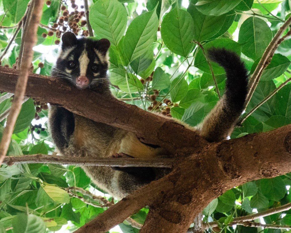 走訪上新莊　公園串連城市綠意　一座讓白鼻心出沒湊熱鬧的自然綠洲