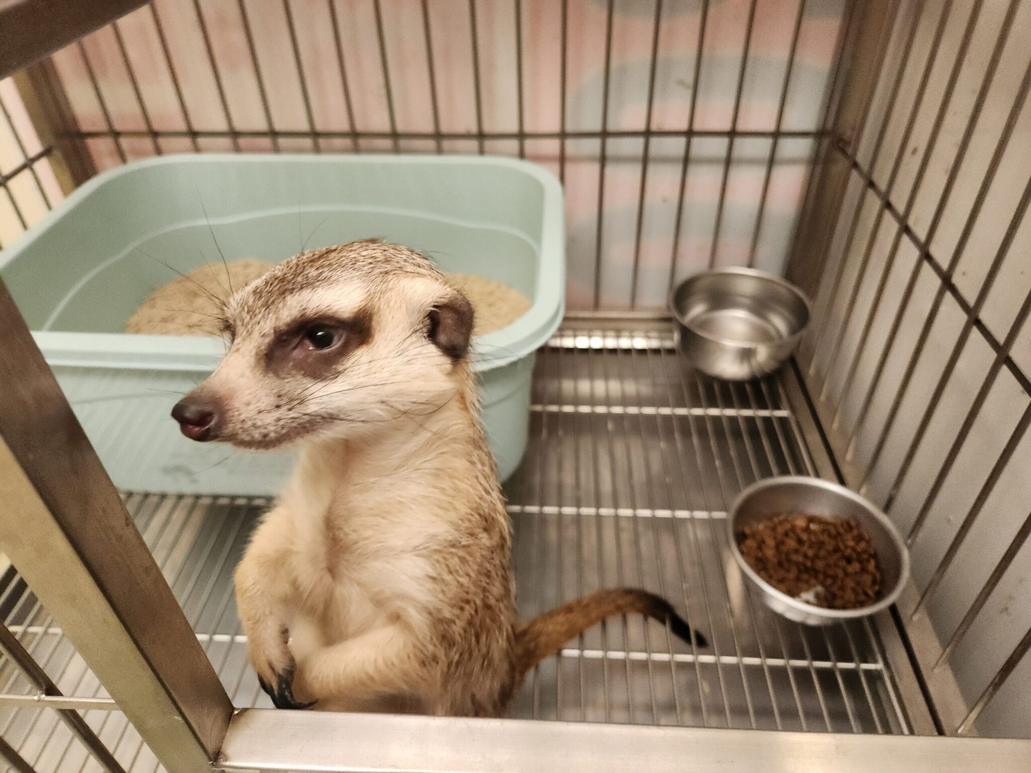 狐獴「丁滿」三芝逛大街　新北動保處獲報火速救援