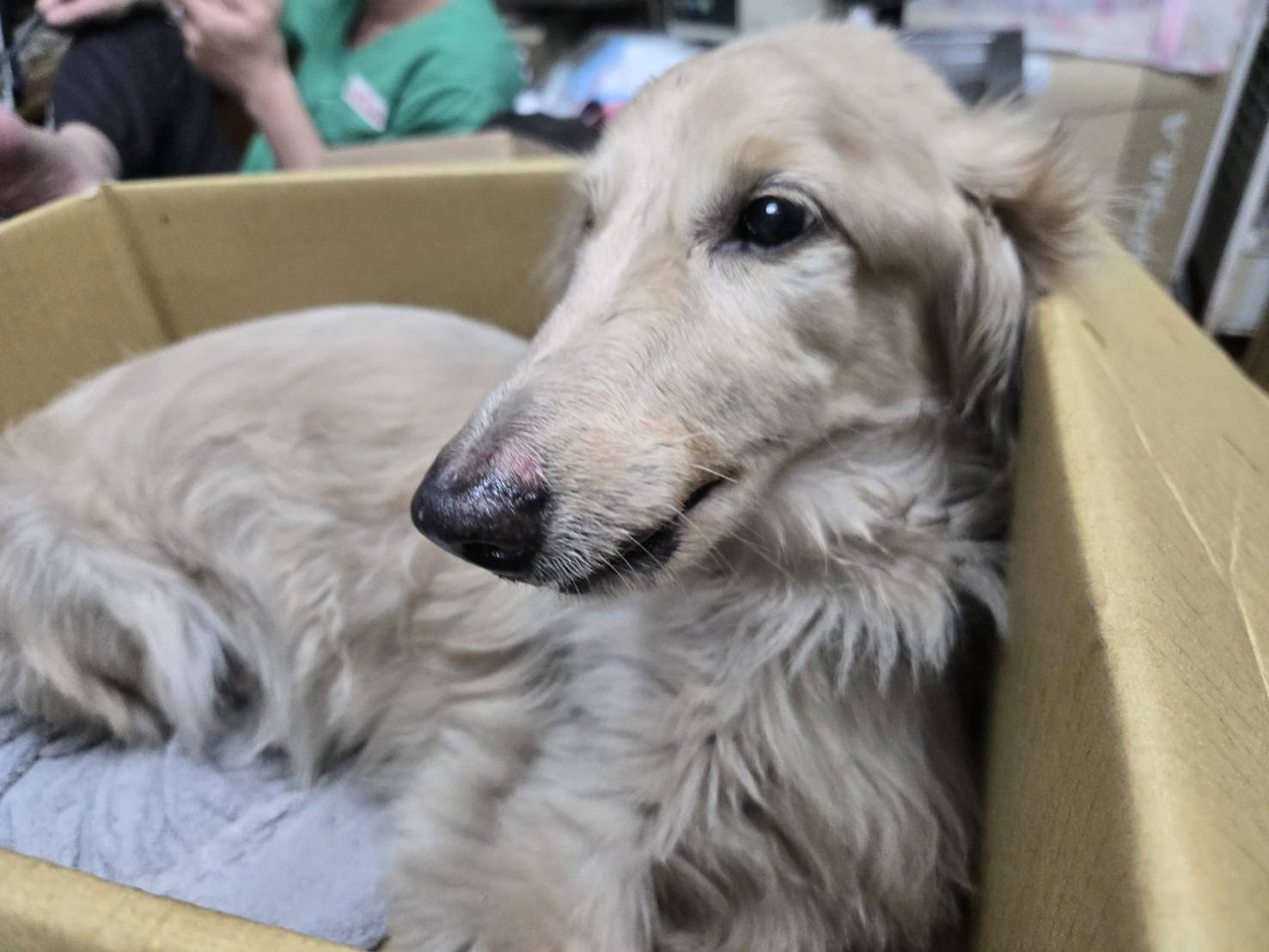 犬隻意外墜落重傷　飼主竟未照護又棄養　新北動保處依法重罰12萬8千元