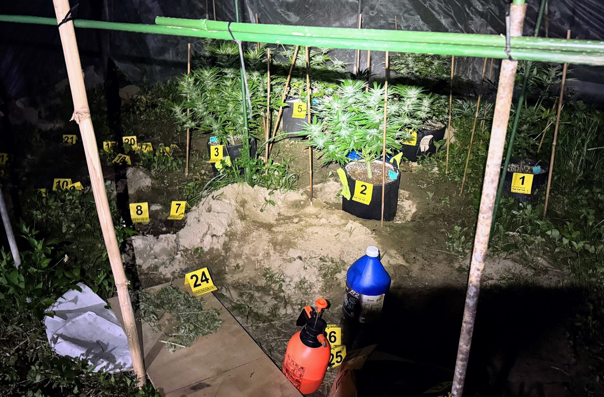 嘉義檢警聯手查獲大麻種植場　男子私運種子進口栽種販售遭起訴