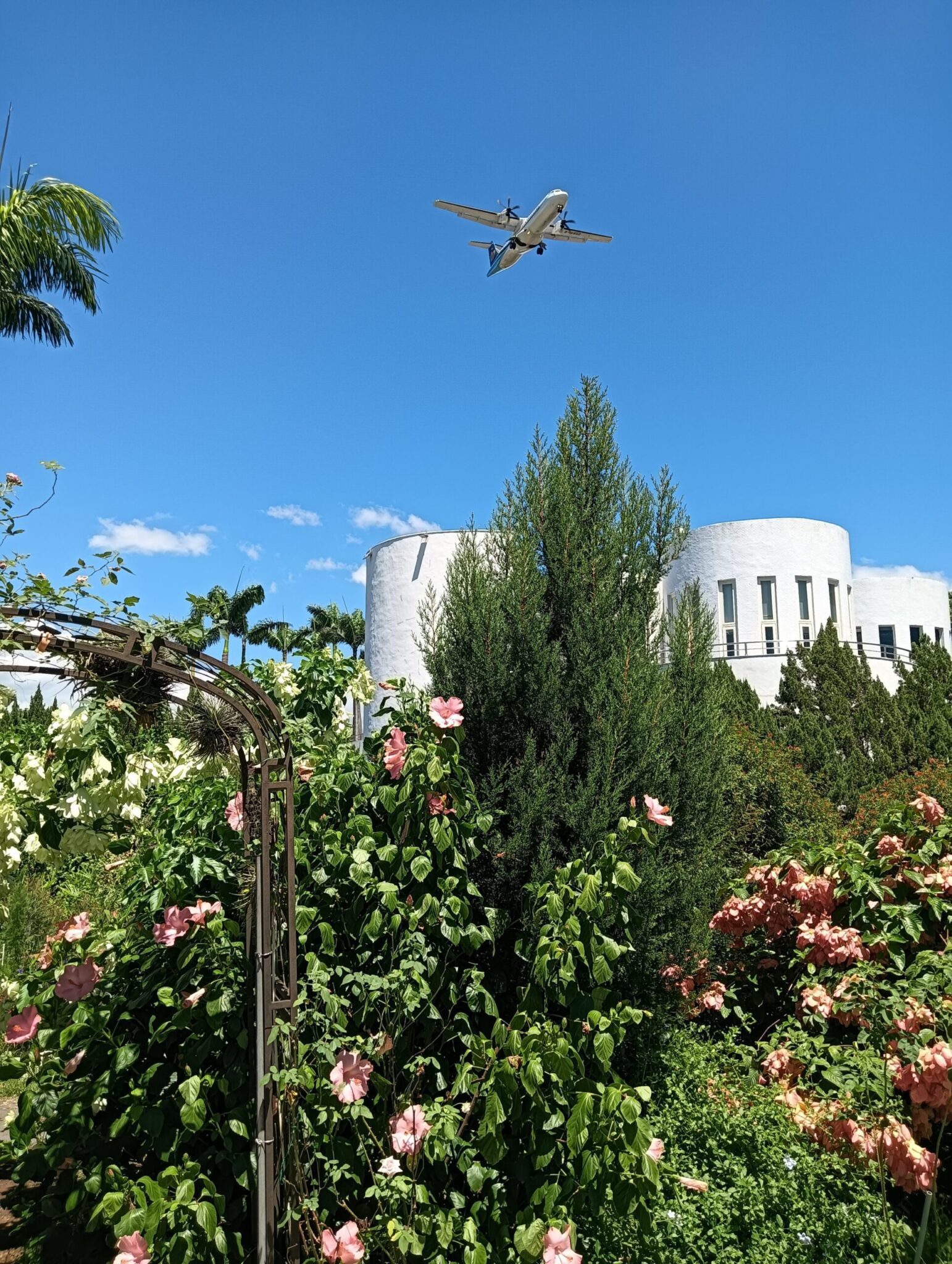 飛機越頂花香滿園 這個夏天新生公園超Chill 飛機越頂花香滿園 這個夏天新生公園超Chill