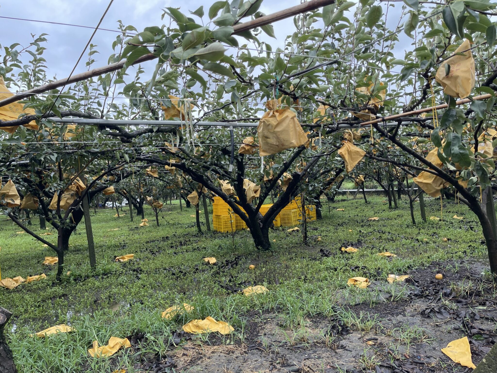 楊柳颱風即將影響台灣　中市農業局提醒農漁民防災整備