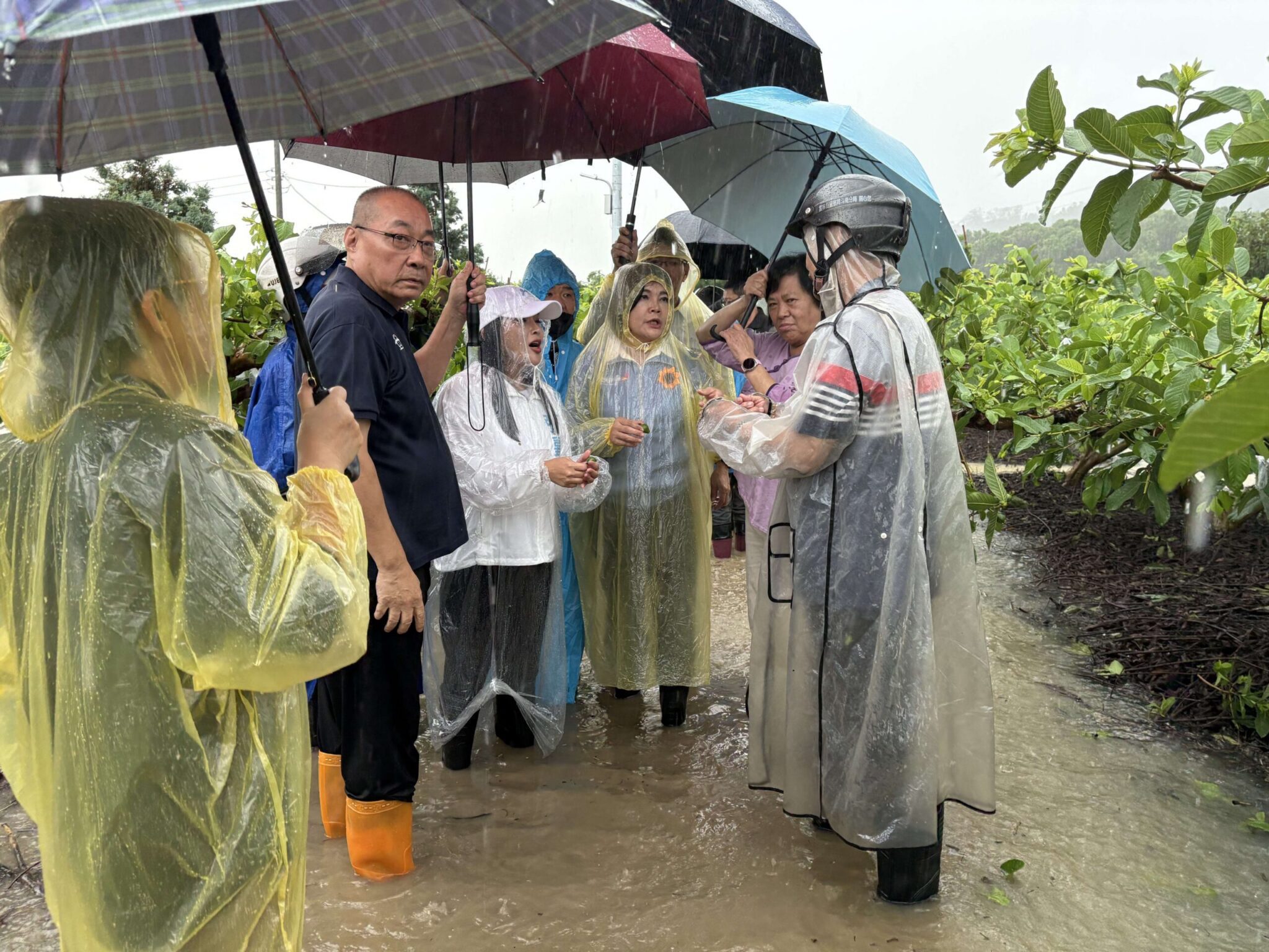 農損破2.6億未列全品項救助　張麗善轟中央救助不公