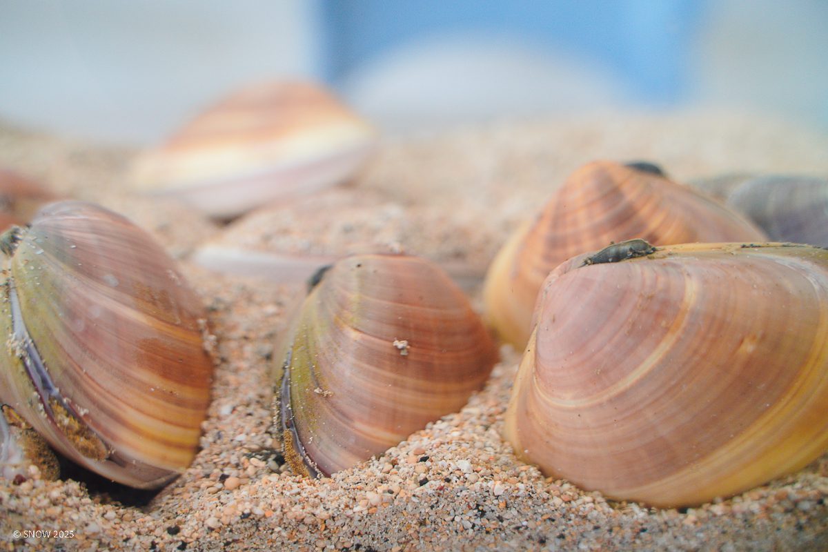 海大與水試所海洋基因體解碼計畫　意外發現文蛤新物種