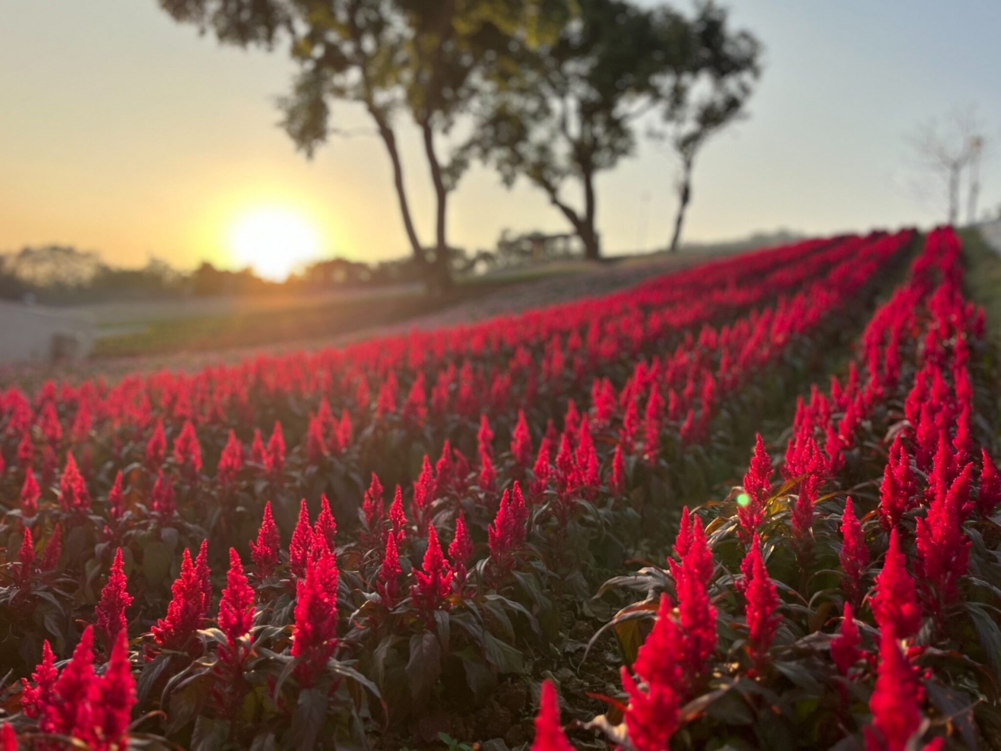 「臺版富良野」三層崎花海盛大開幕 邀全民賞花漫遊 「臺版富良野」三層崎花海盛大開幕 邀全民賞花漫遊