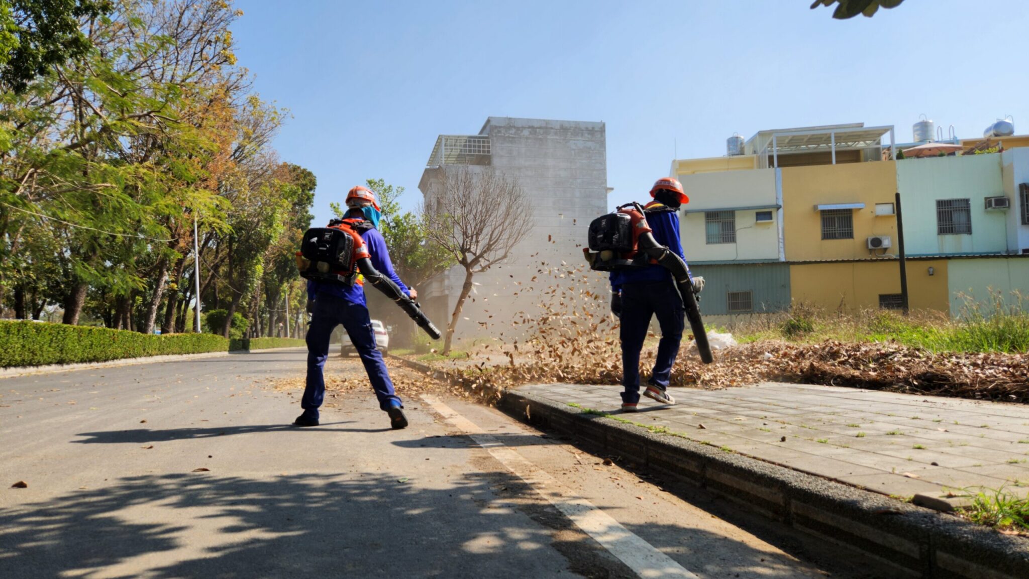 正值桃花心木落葉期　嘉市讓「落葉變黃金」化作堆肥更護花