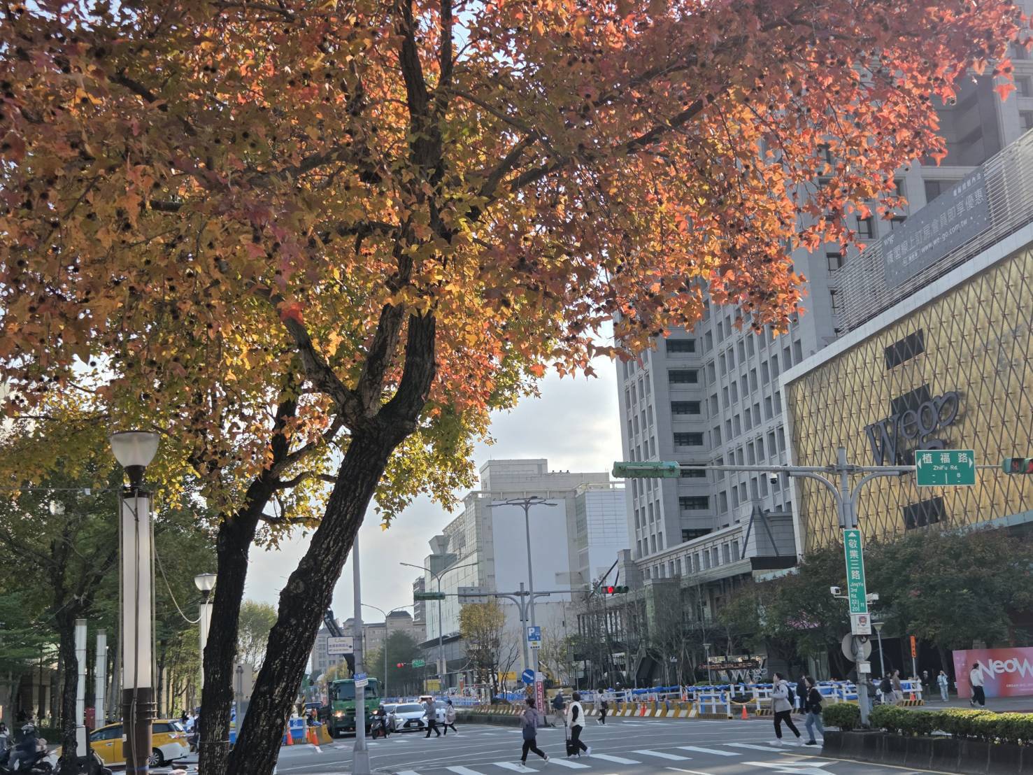 冬天裡的一把火 北市楓香染紅迎新年 冬天裡的一把火 北市楓香染紅迎新年