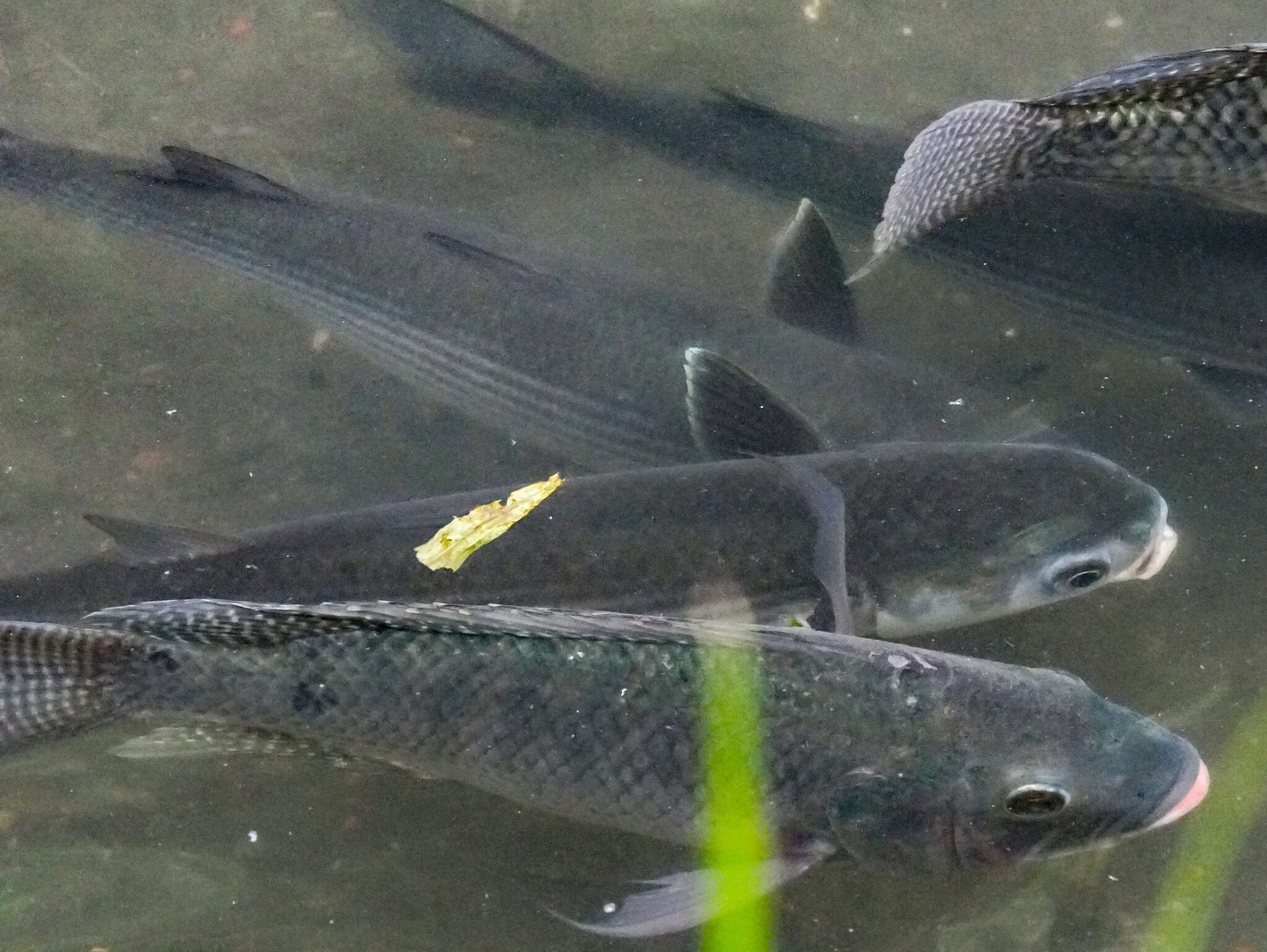 烏魚現蹤新北中和瓦磘溝　從臭水溝到生態綠廊　水利局:長期且持續治理策略奏效