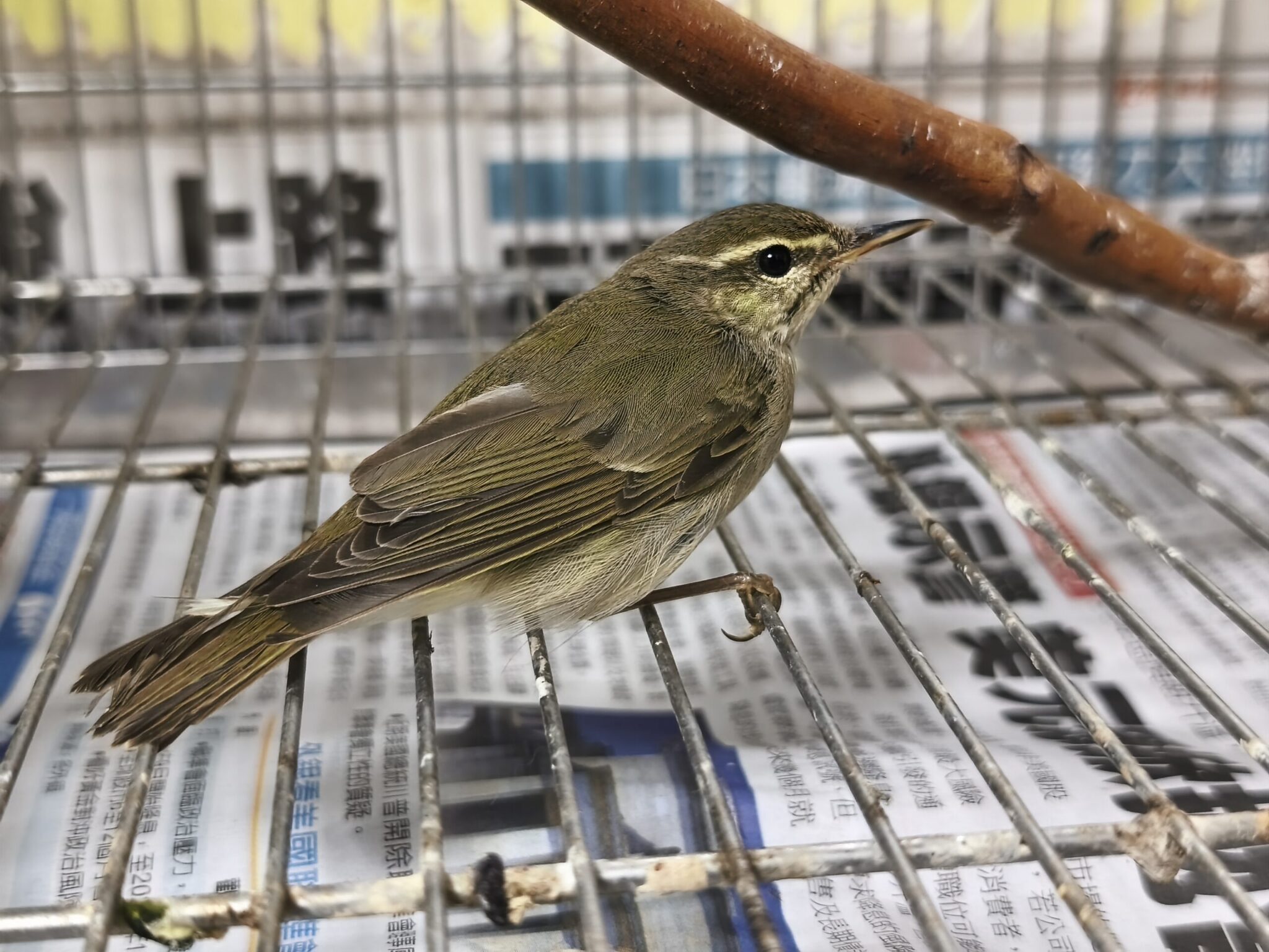 罕見過境候鳥「極北柳鶯」迷航　現身林口街頭　新北動保處救助再起航