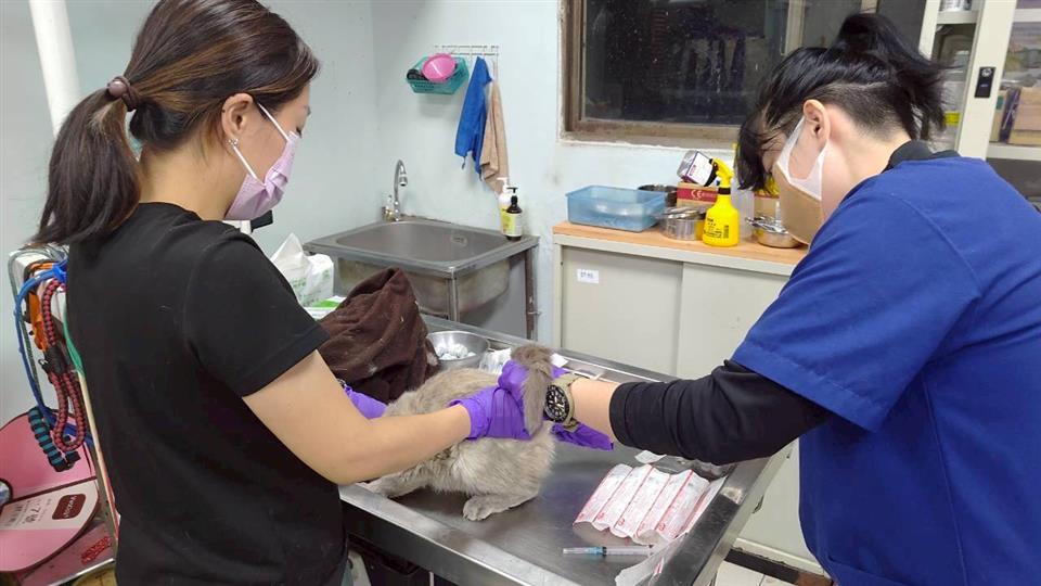 彰化縣政府積極處理特定寵物業不當飼養案件 41隻貓全數緊急收容安置　全面守護動物福祉