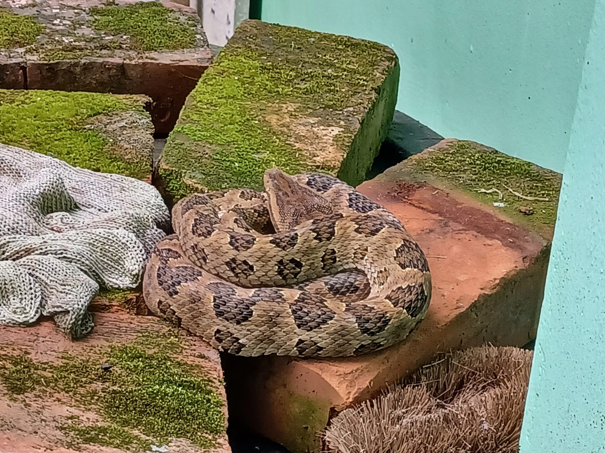 毒蛇入侵家中   民眾誤以為是草繩　緊急請新北動保處解圍