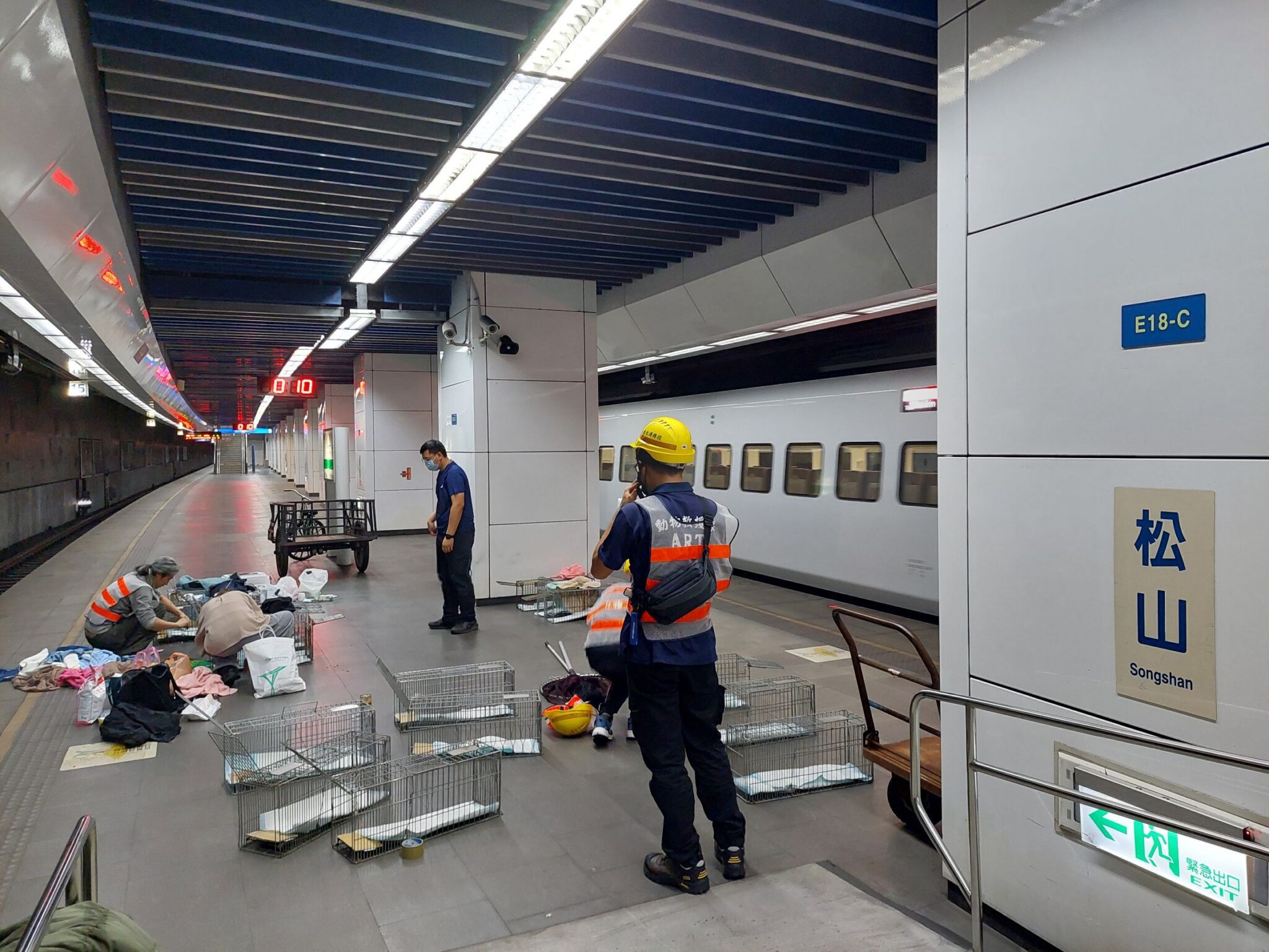 15歲老貓松山車站軌道區失蹤　動保處四度救援未果