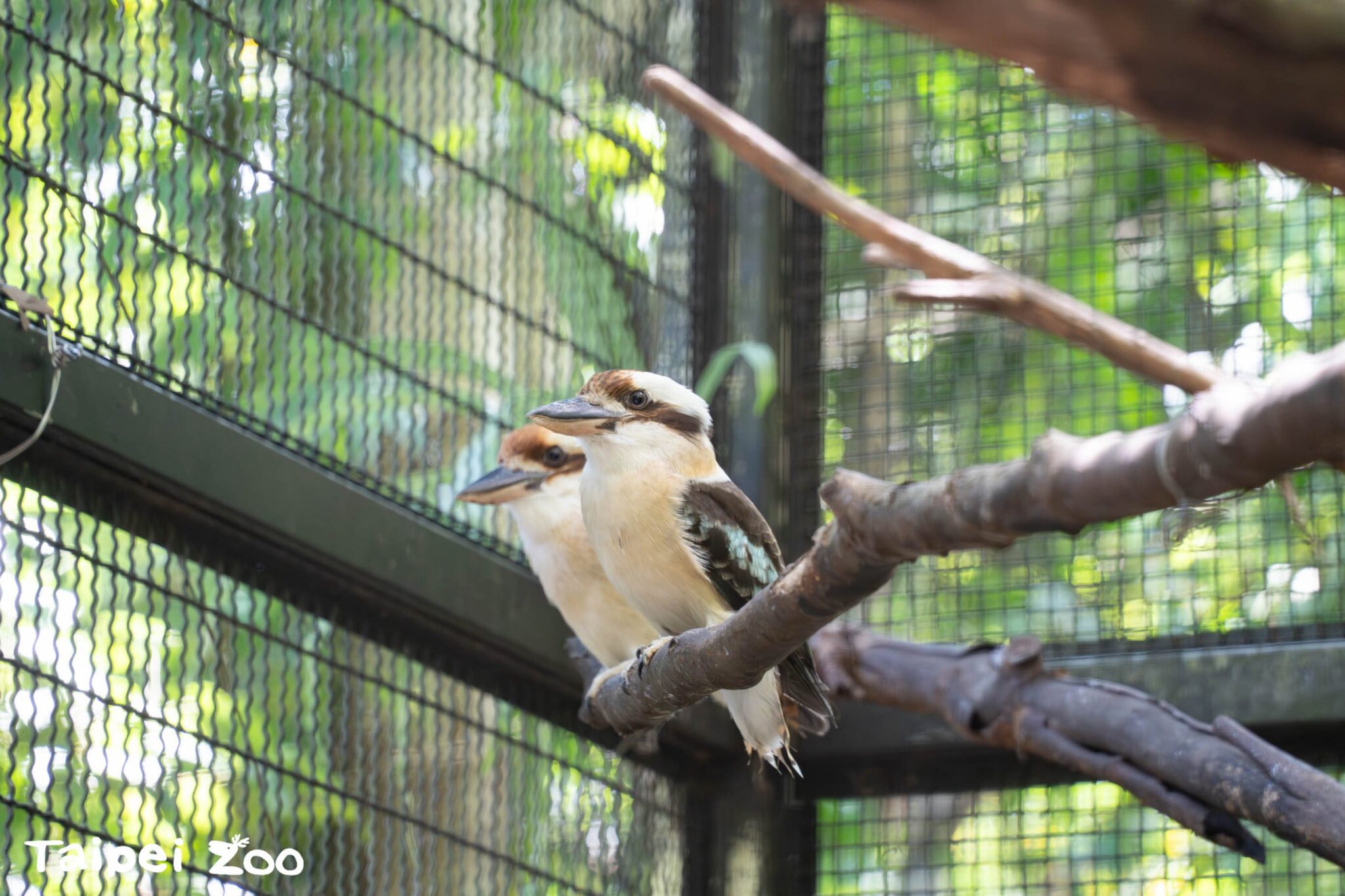快來雨林區找萌寶！北市動物園笑翠鳥家族喜迎2隻新生寶寶