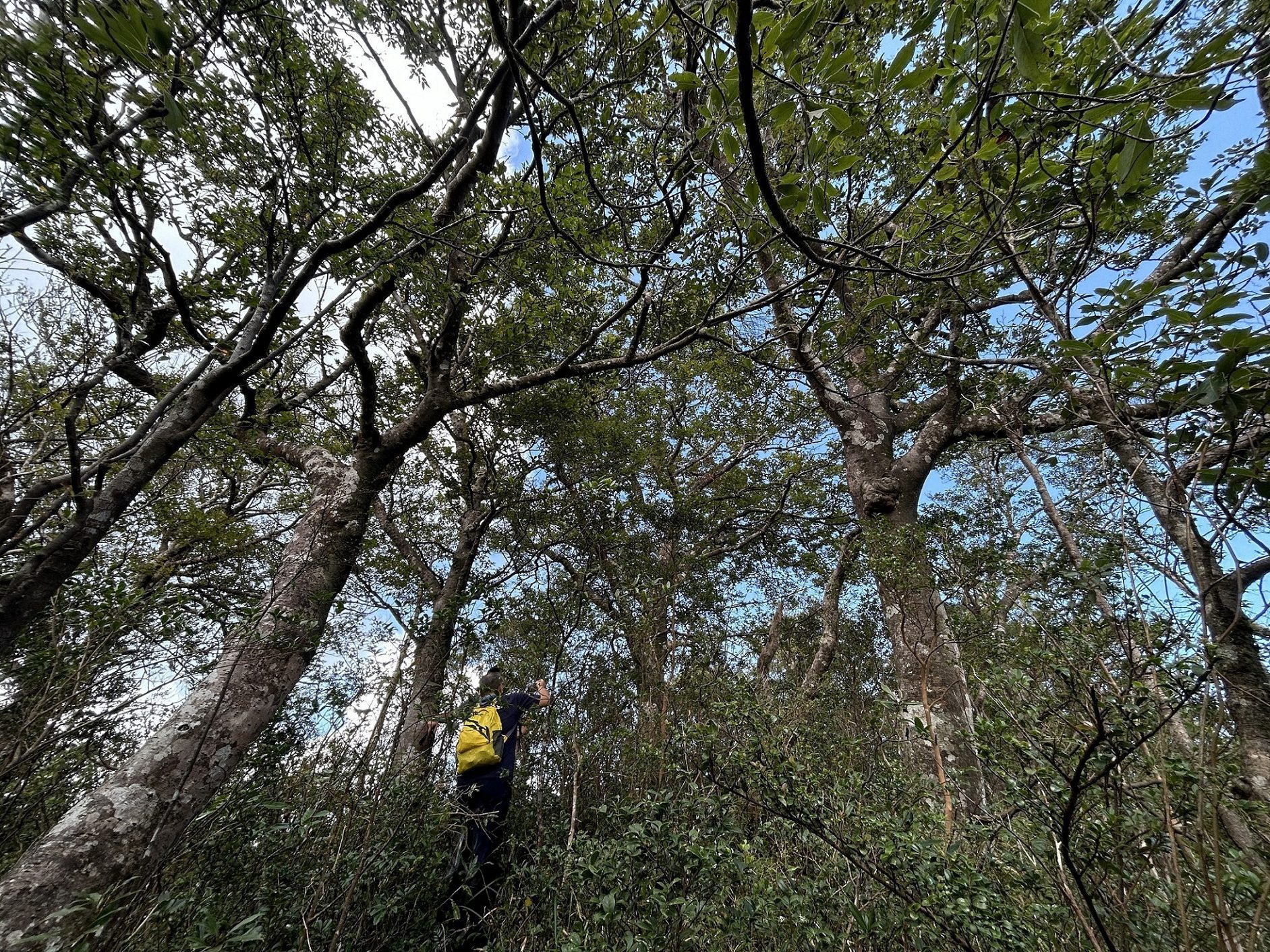 劈荊斬棘特遣行  驚喜再現珍稀植物「臺灣水青岡」
