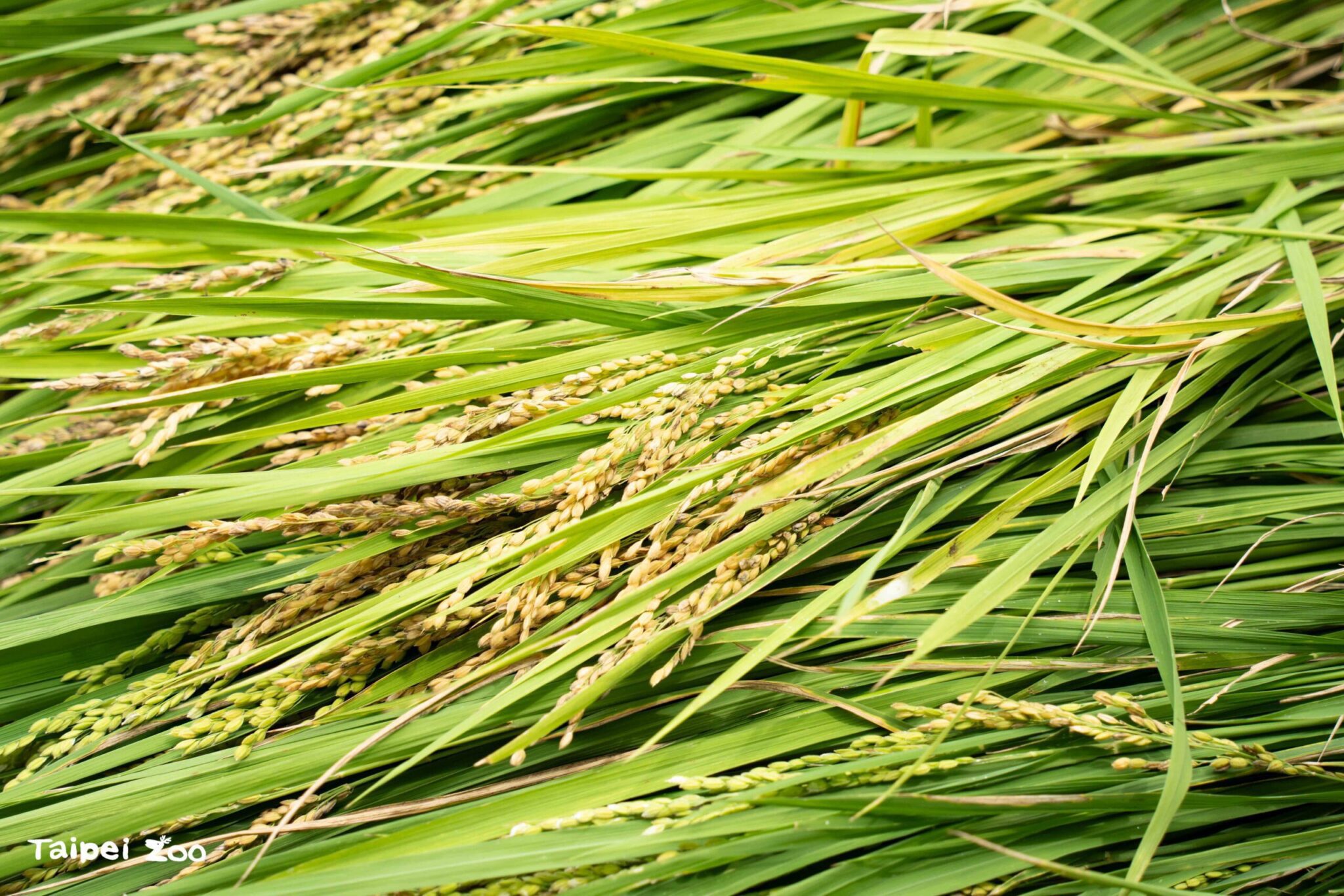 收稻囉！動物園「呷好稻香報」農事體驗　親子歡喜豐收