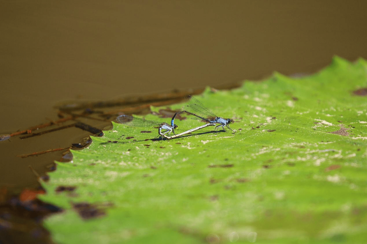 小精靈表演點水秀 永春陂公園成蜻蜓天堂
