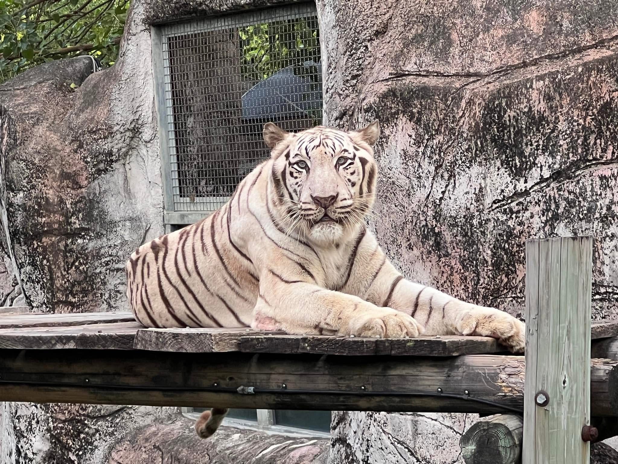 壽山動物園萌虎出動推保育　紙風車劇團8/2旗糖農創園區　上演老虎劇碼