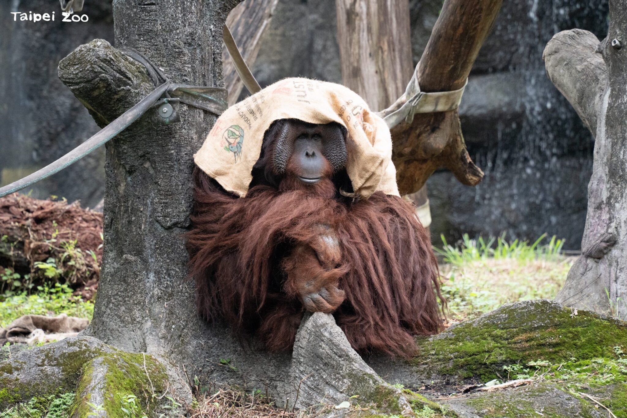 冷氣團來襲動物園禦寒有方　保溫燈、高熱量飲食助動物過冬