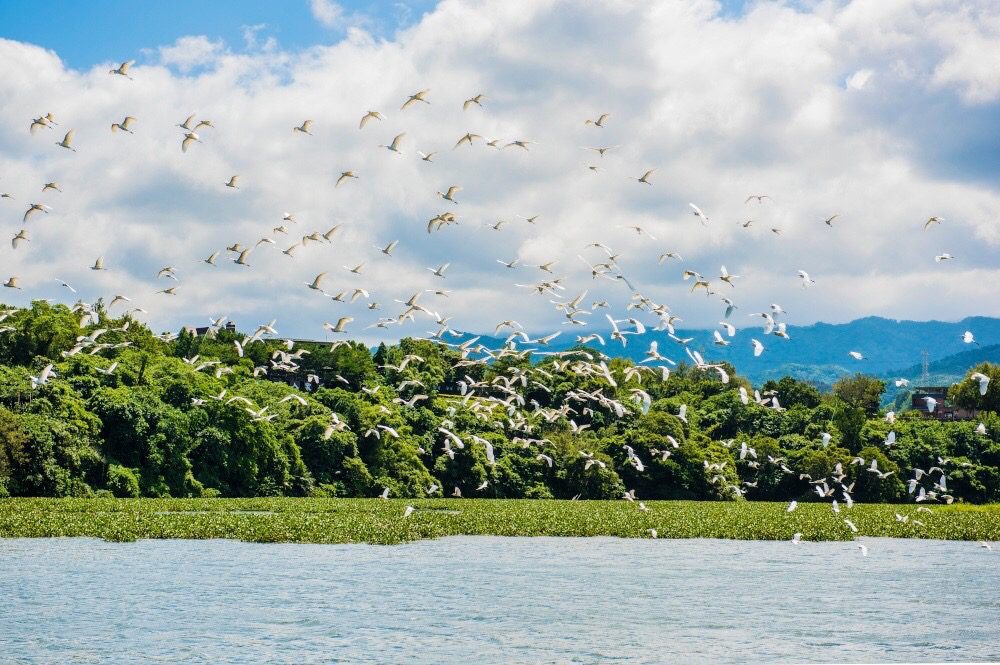 相約峨眉湖畔共品東方美人茶　 10/27開放報名秋日茶席
