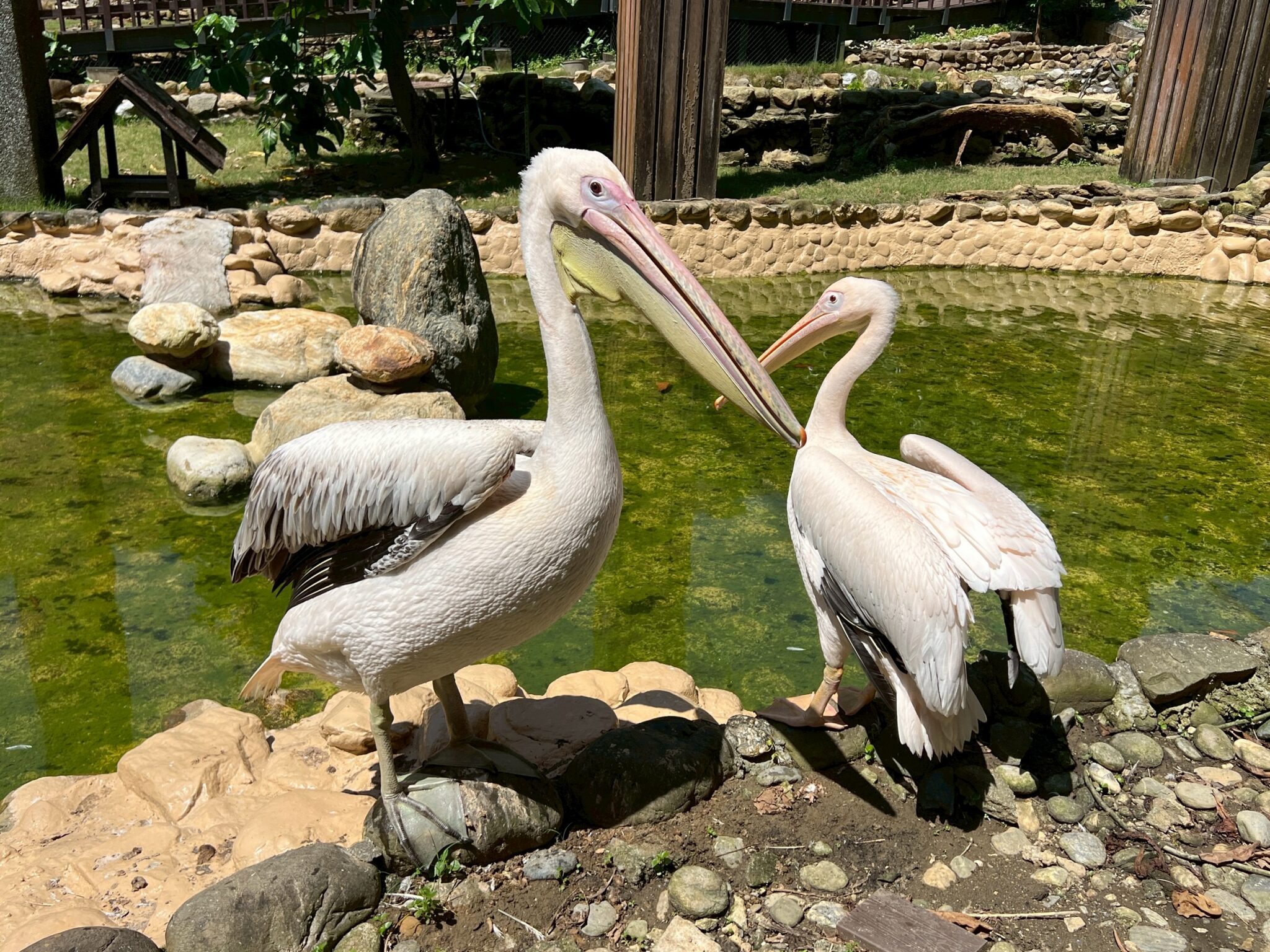 壽山動物園歲末迎「新」 朋友 鵜鶘、侏儒羊、兔豚等多種動物報到! 壽山動物園歲末迎「新」 朋友 鵜鶘、侏儒羊、兔豚等多種動物報到!