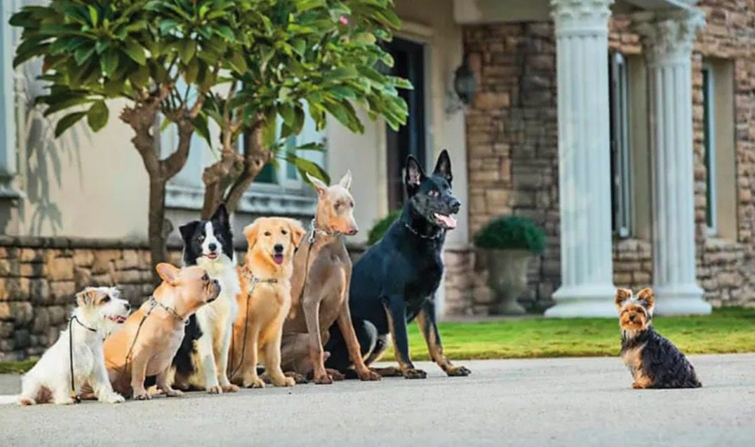 代銷天王愛犬暴斃　解剖結果與西北訓犬學苑無關　業者盼還清白