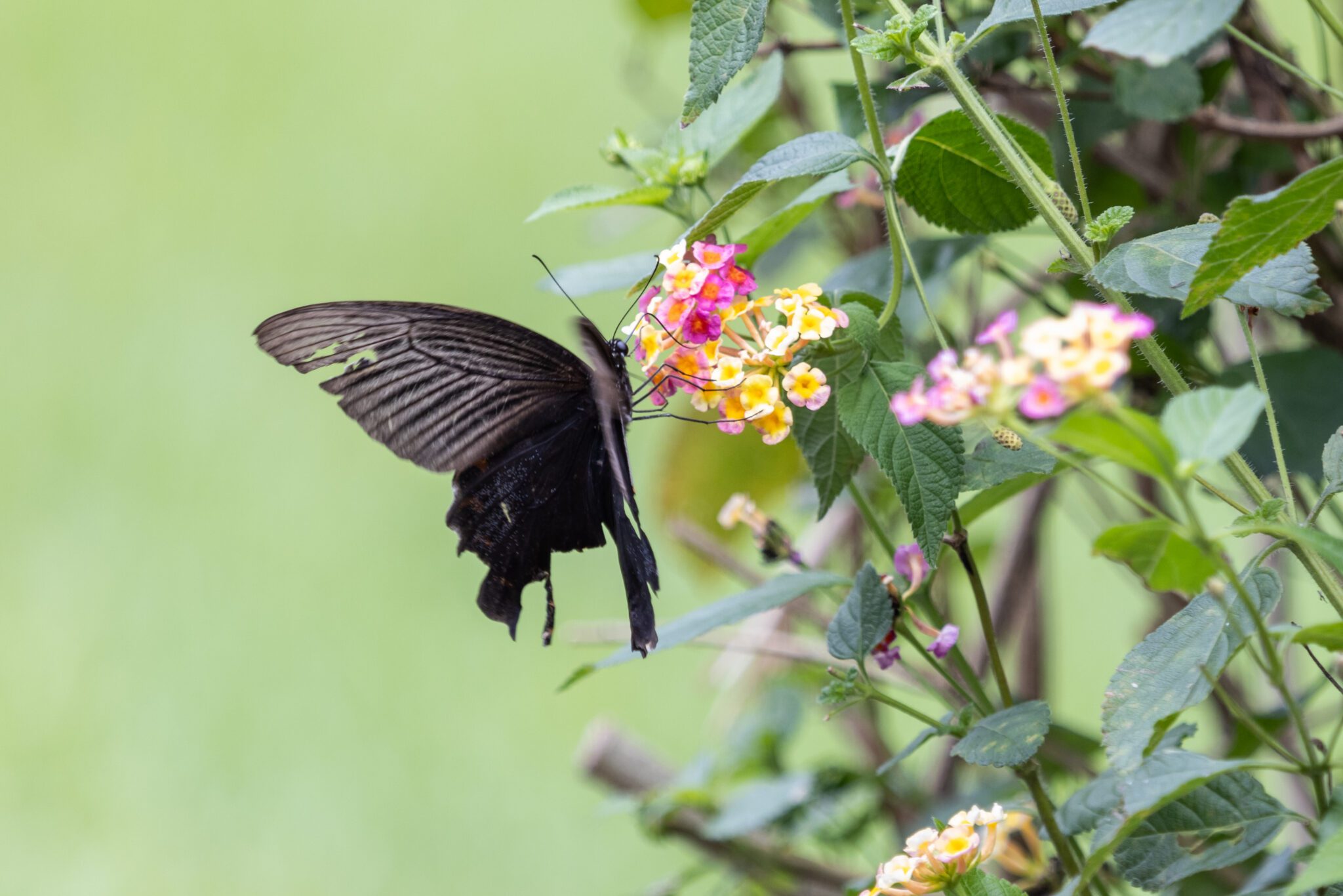 天成飯店花蓮雙星登場　城堡 × 森林打造最強秋冬雙湯奢旅