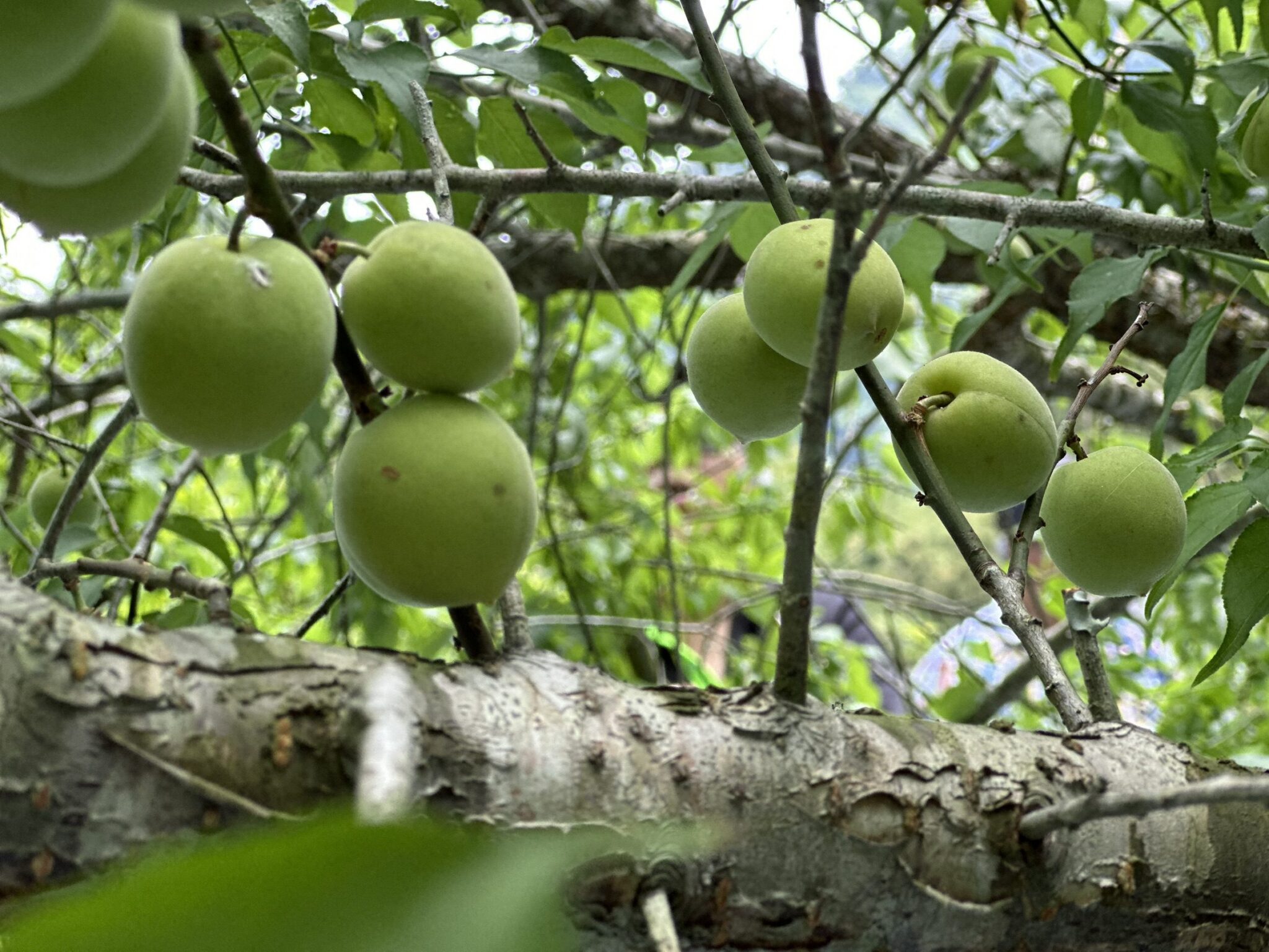 梅好時光　傅師傅觀光果園之旅