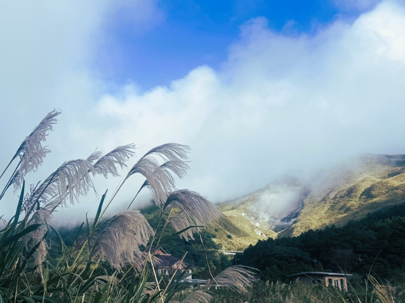 陽明山竹子湖轉型休閒農業 初冬賞芒正當時 陽明山竹子湖轉型休閒農業 初冬賞芒正當時