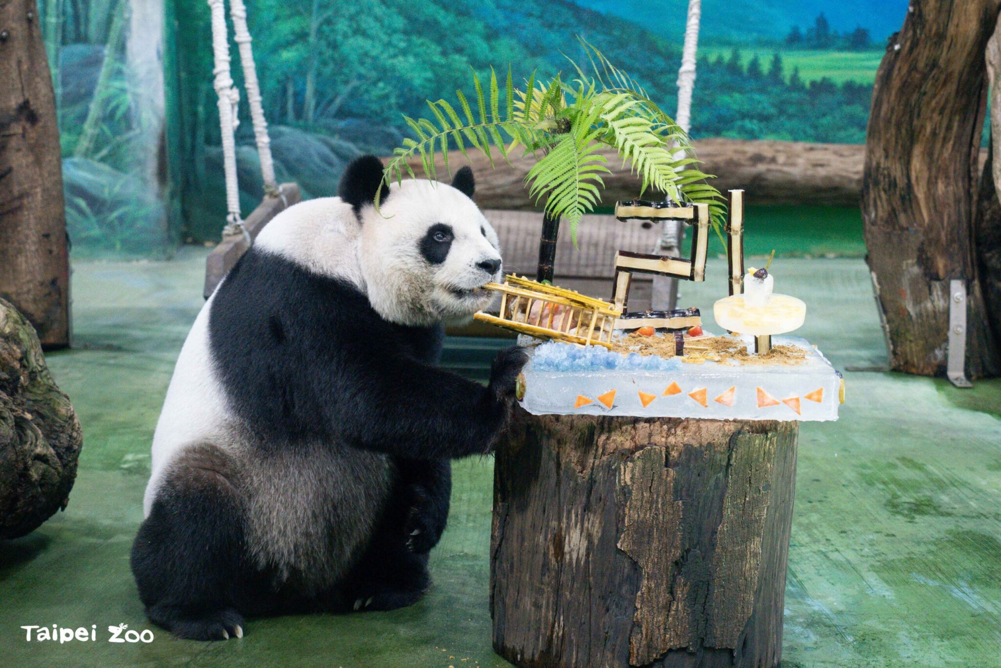 圓圓21歲生日快樂！ 保育員獻上「海灘風冰蛋糕」萌翻全場