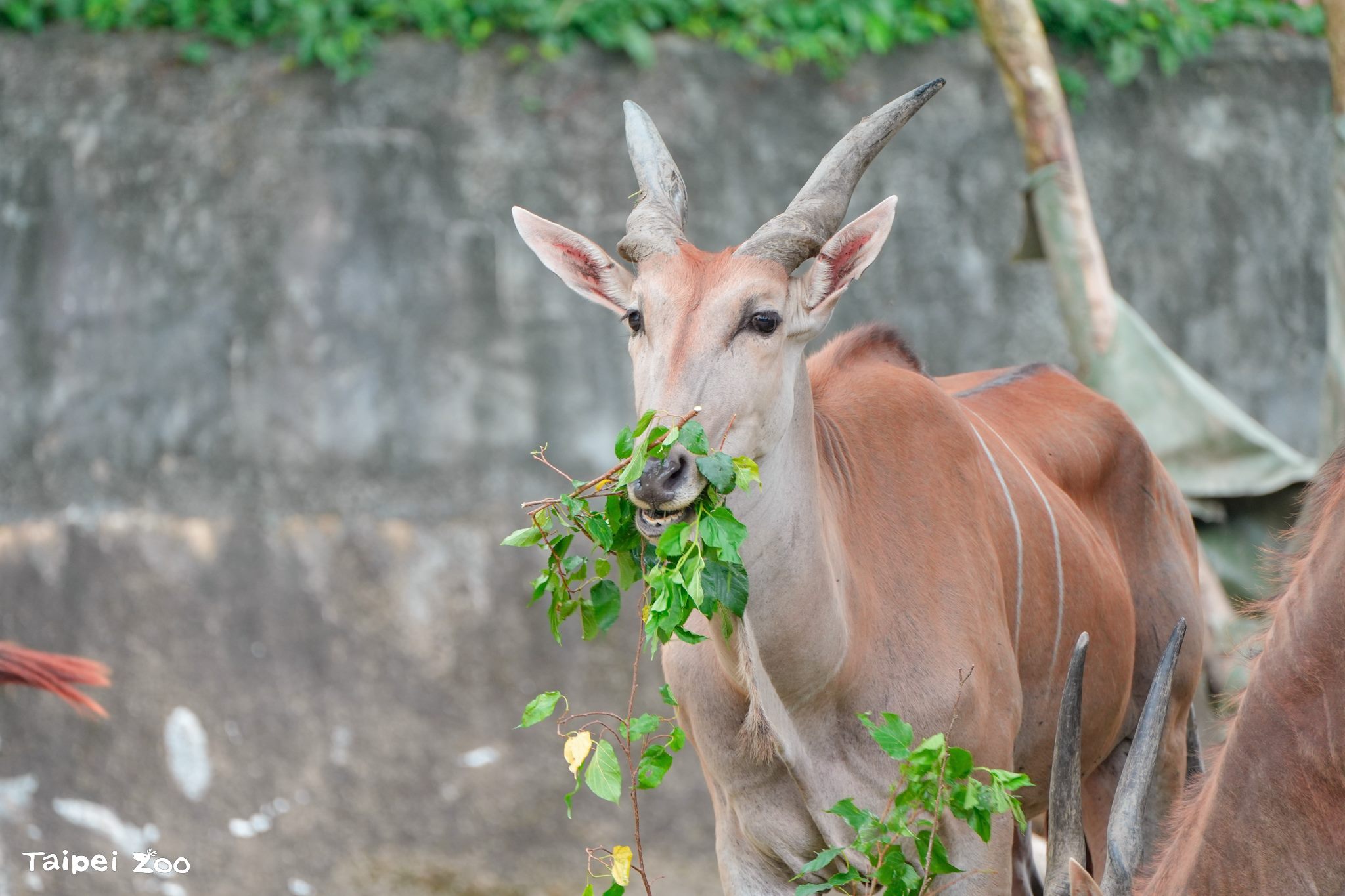 北市動物園111周年慶　邀您一起參與「野性再現」行動