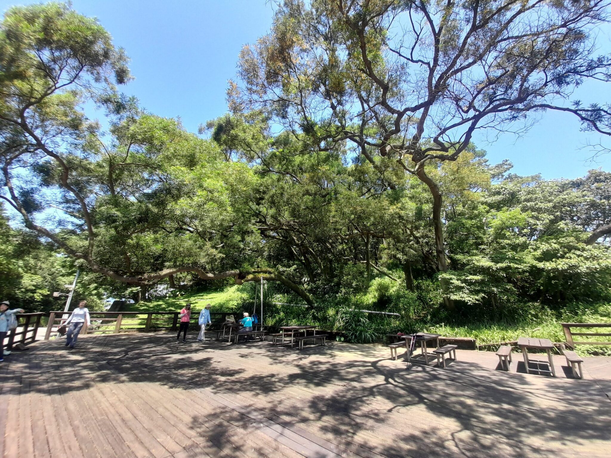 6月初夏小旅行　飛龍步道生態導覽歡迎報名