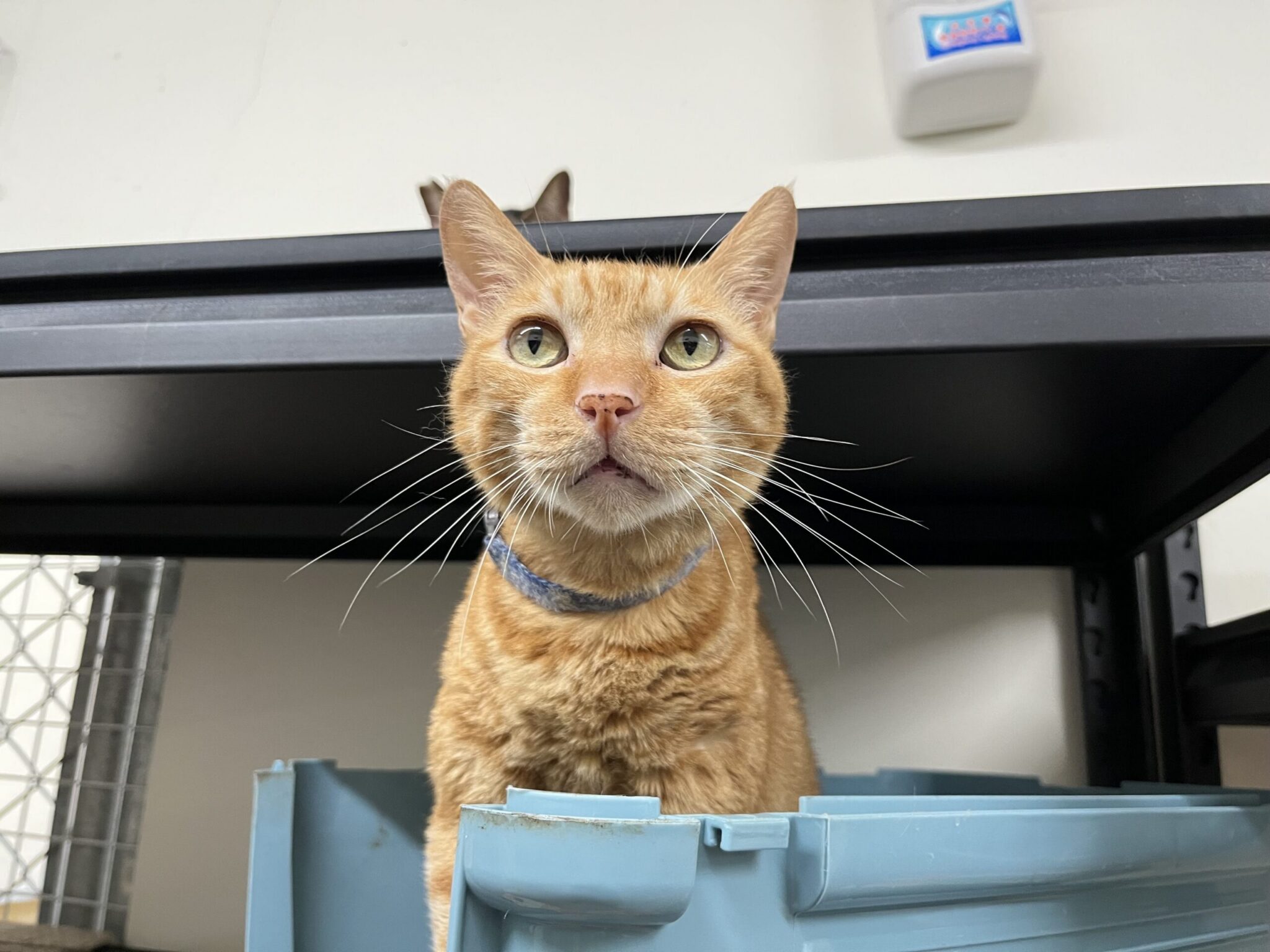 橘貓「芬達」因主人身故流落街頭　北市動保處助牠延續浪愛