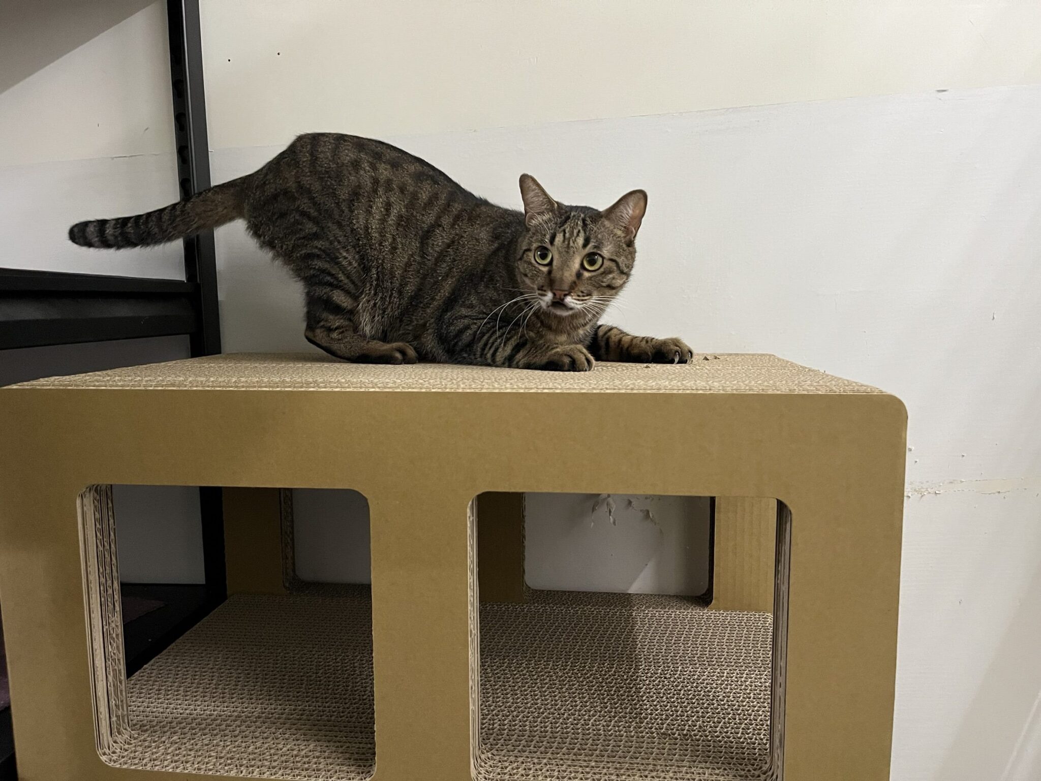 中繼園區貓咪數量攀升 北市打造舒適認養環境助牠們回家 中繼園區貓咪數量攀升 北市打造舒適認養環境助牠們回家