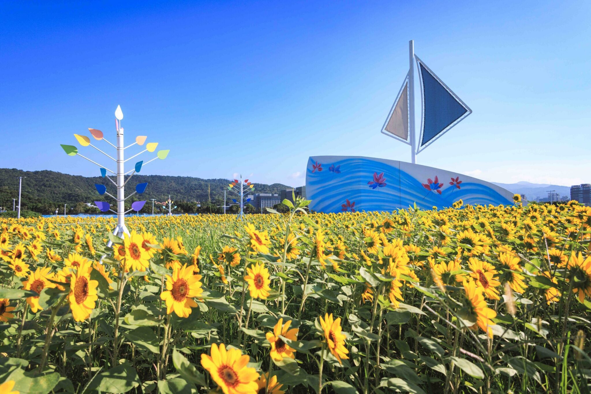 北市大佳河濱向日葵花海爆炸盛開　金色河畔超好拍